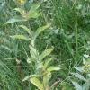Вербейник трава по цене 32 рубля