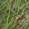 Ситник трава по цене 25 рублей