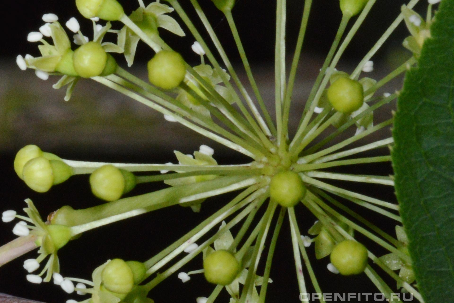 Свободноягодник колючий - фотография цветка