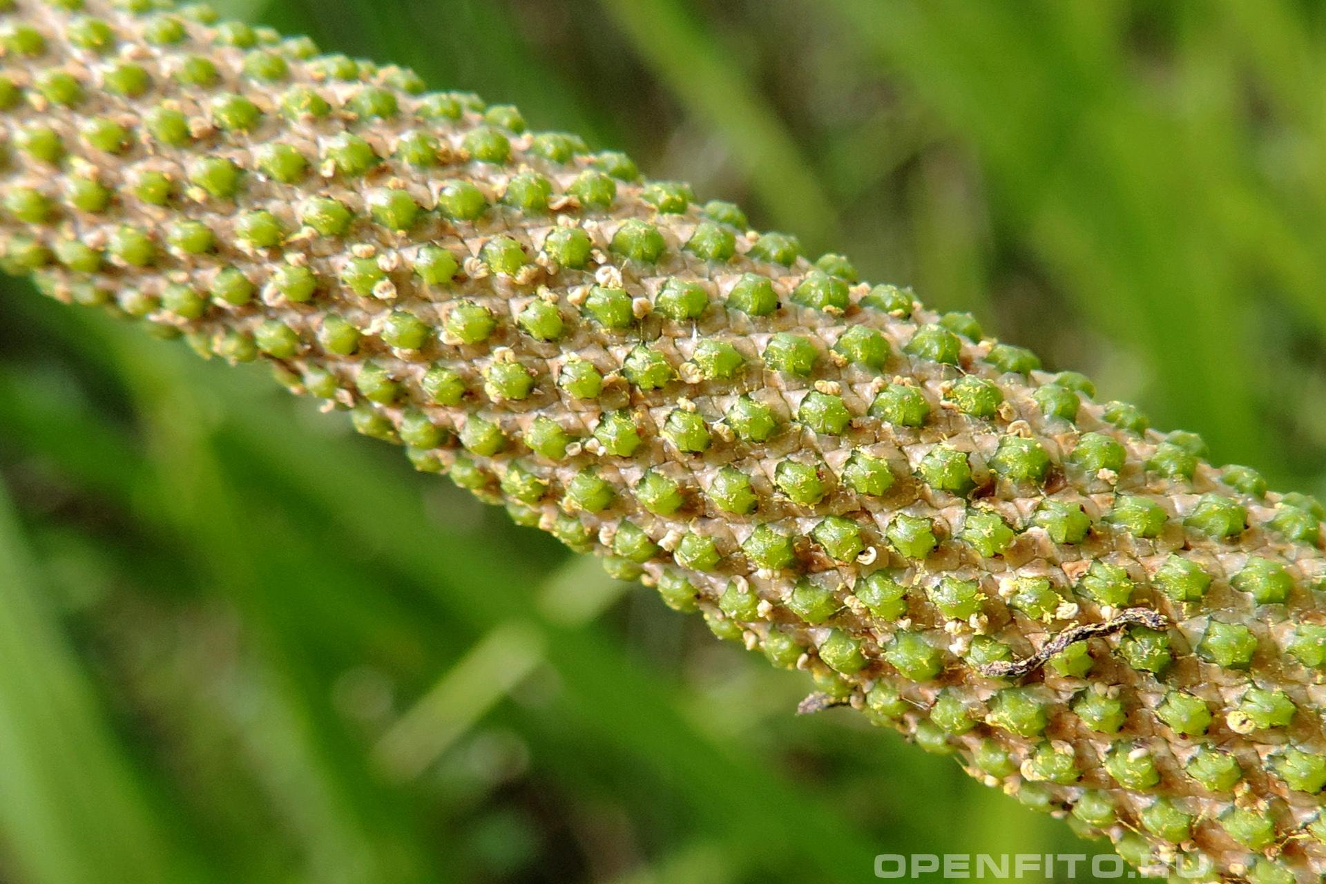 Аир болотный - фотография цветка