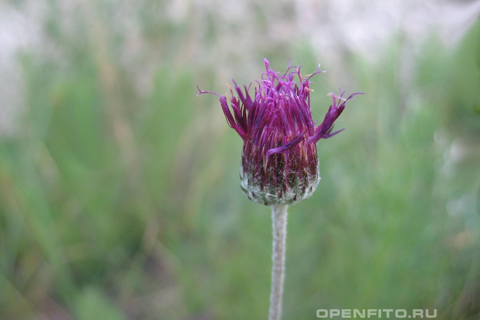 Наголоватка паутинистая - фотография цветка