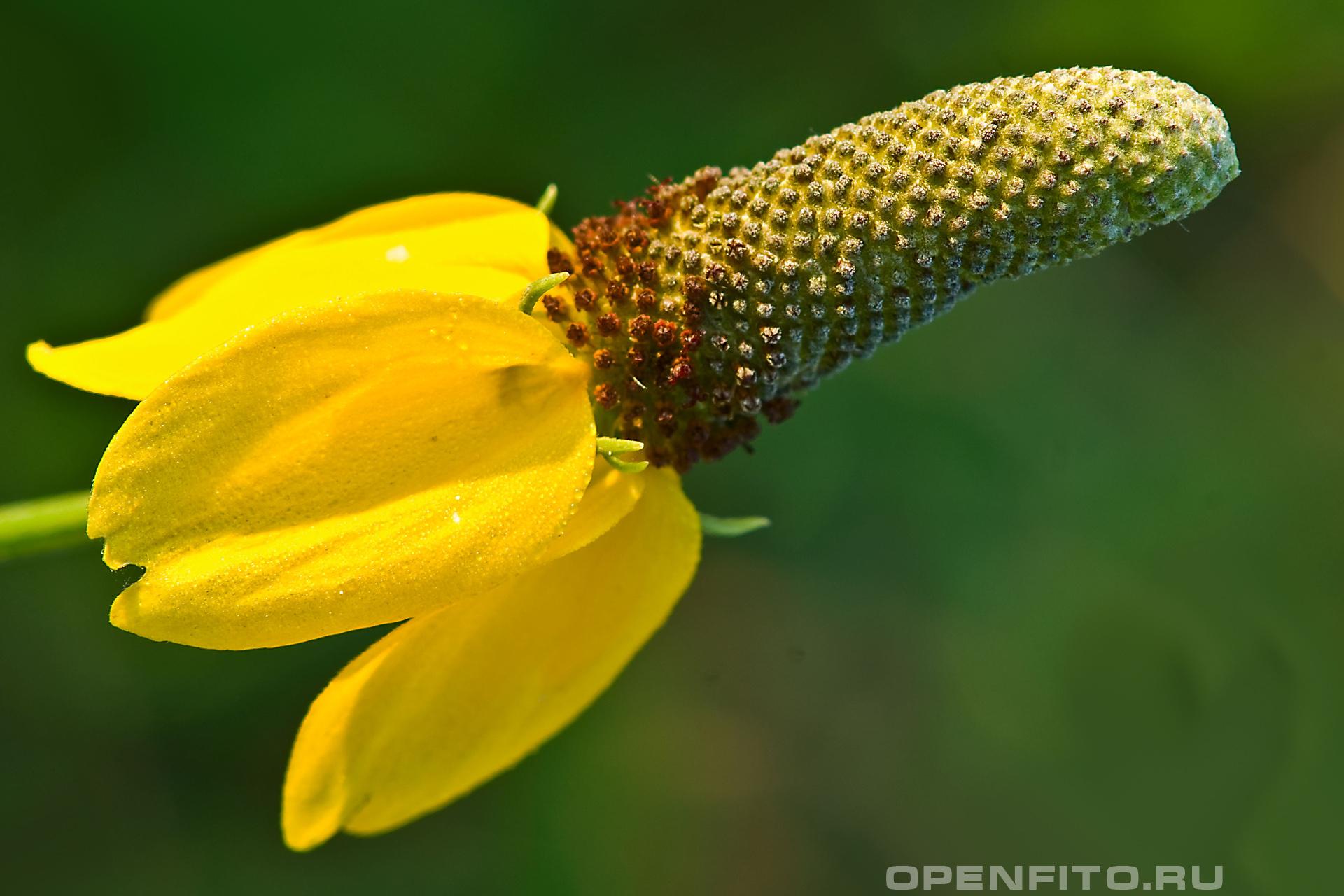 Рудбекия колонконосная - фотография цветка