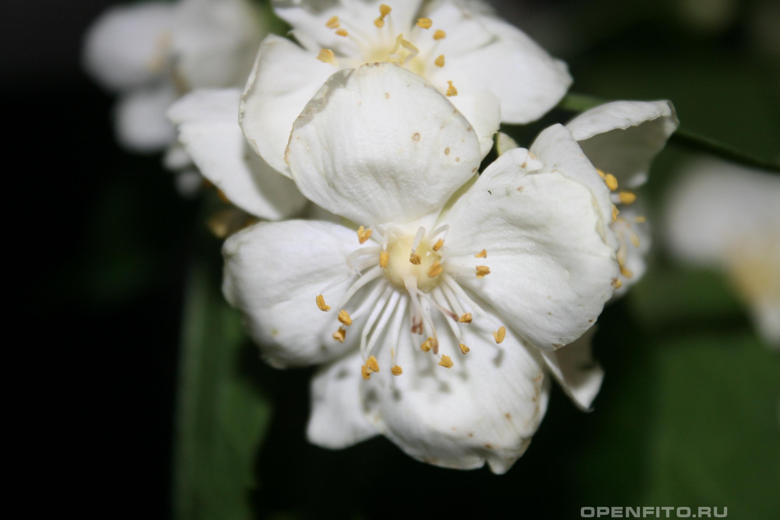 Чубушник венечный - фотография цветка