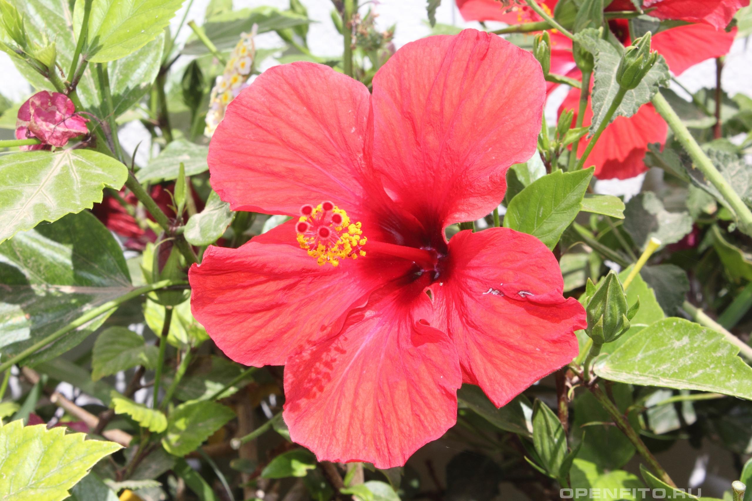 Гибискус очень красивый цветок, произрастает на всех континентах