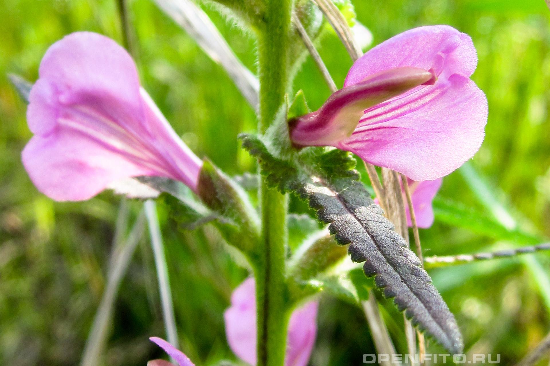 Мытник перевёрнутый - фотография цветка