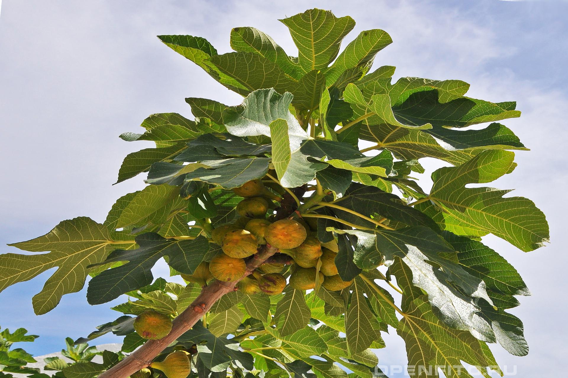 Смоковница - фотография плодов