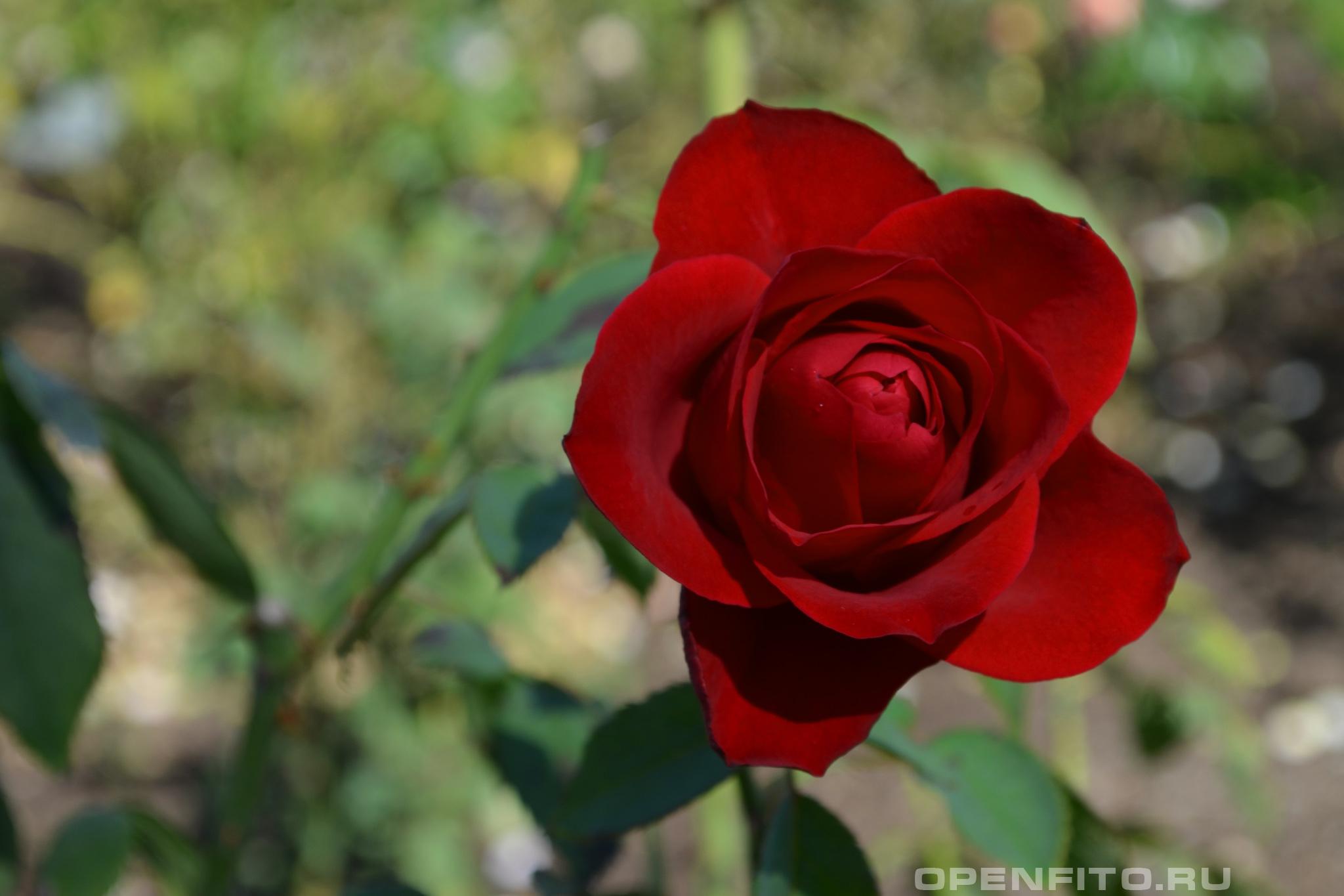 Роза очень душистый цветок