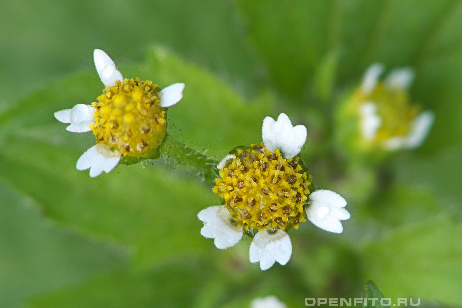 Галинсога реснитчатая - фотография цветка
