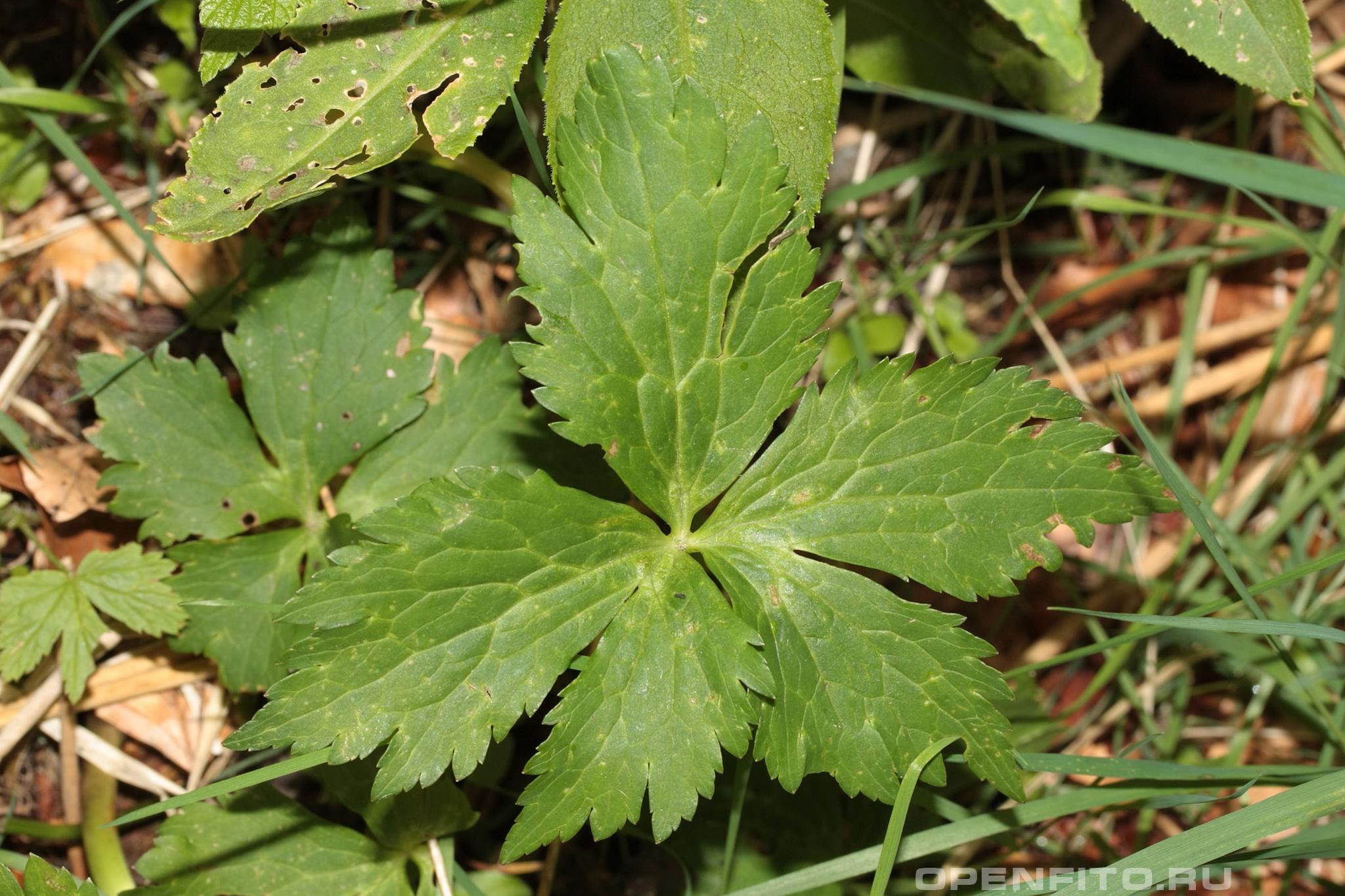 Лютик платанолистный лист растения, другое название Ранула платанолистная