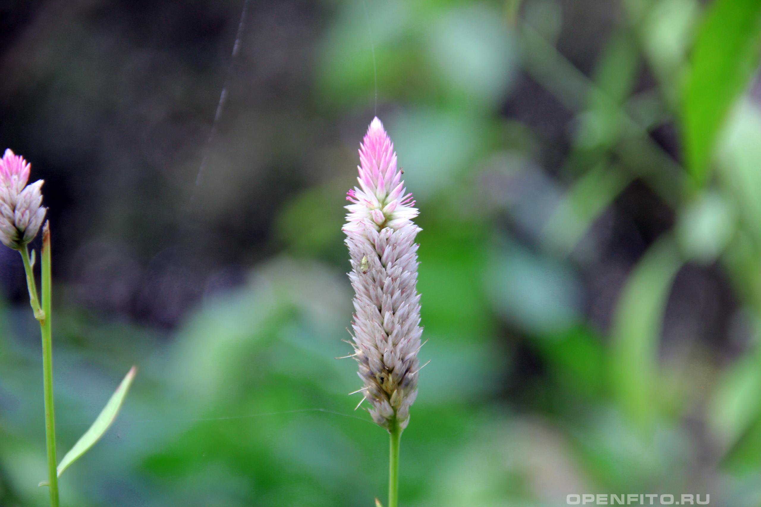 Целозия серебристая - фотография цветка