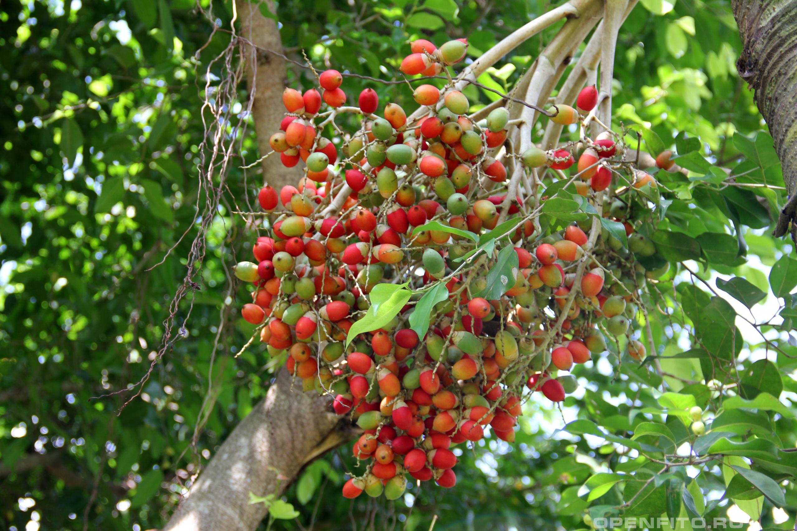 Арека катеху - фотография плодов