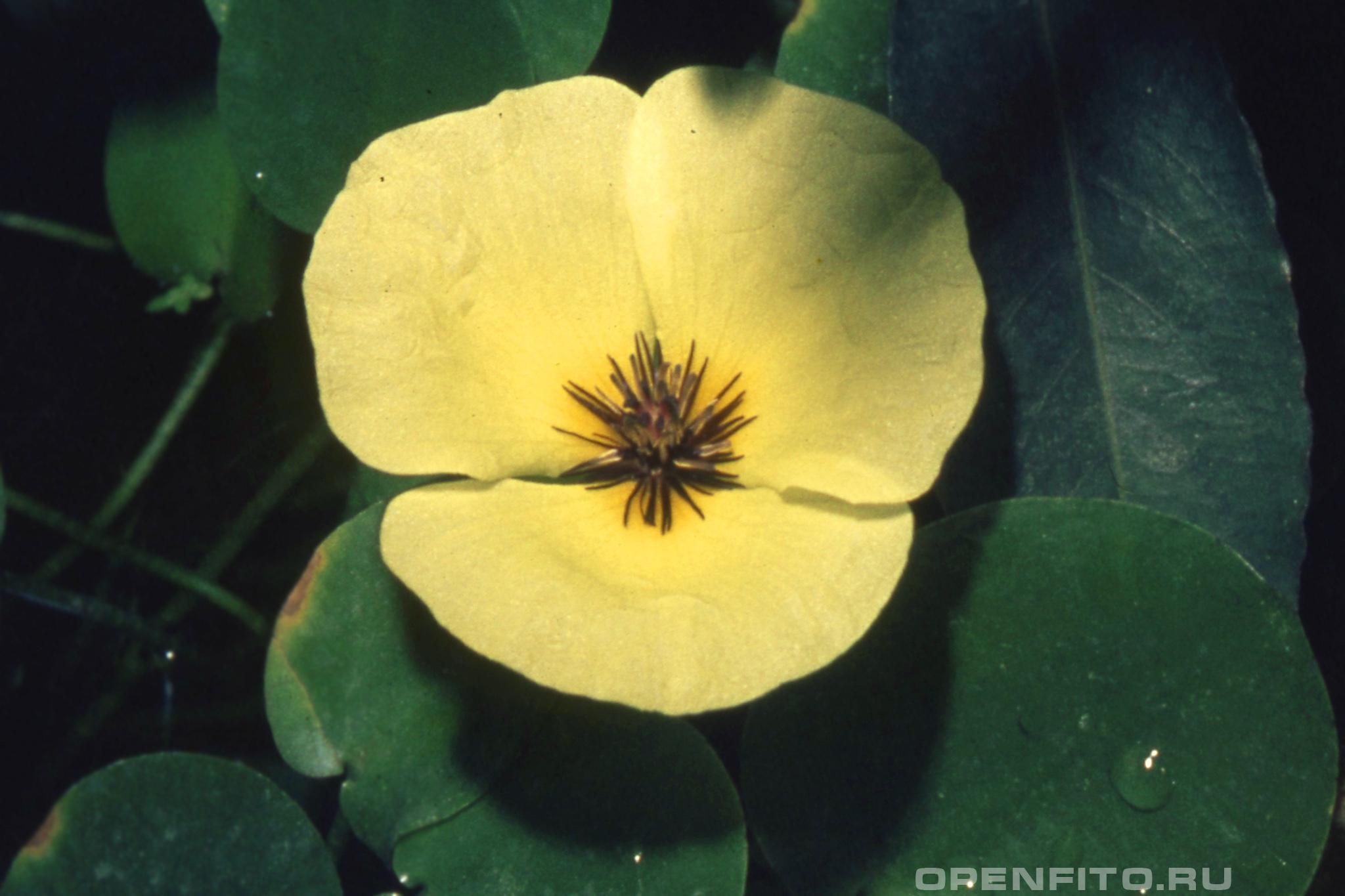 Гидроклейс кувшинковидный - фотография цветка