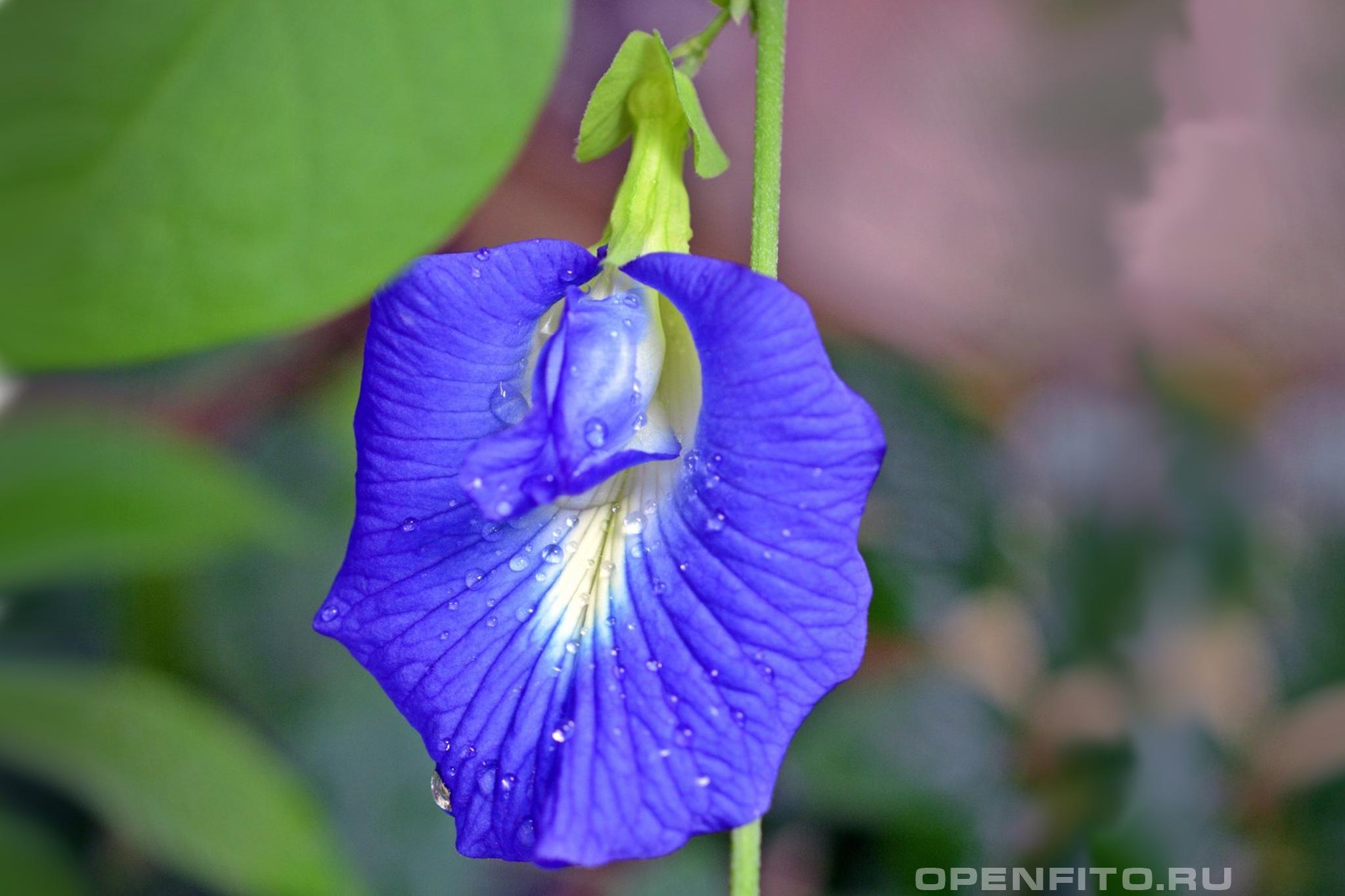 Клитория это. Клитория тройчатая. Цветок клитория тройчатая. Клитория голубая. Тайская Орхидея клитория.
