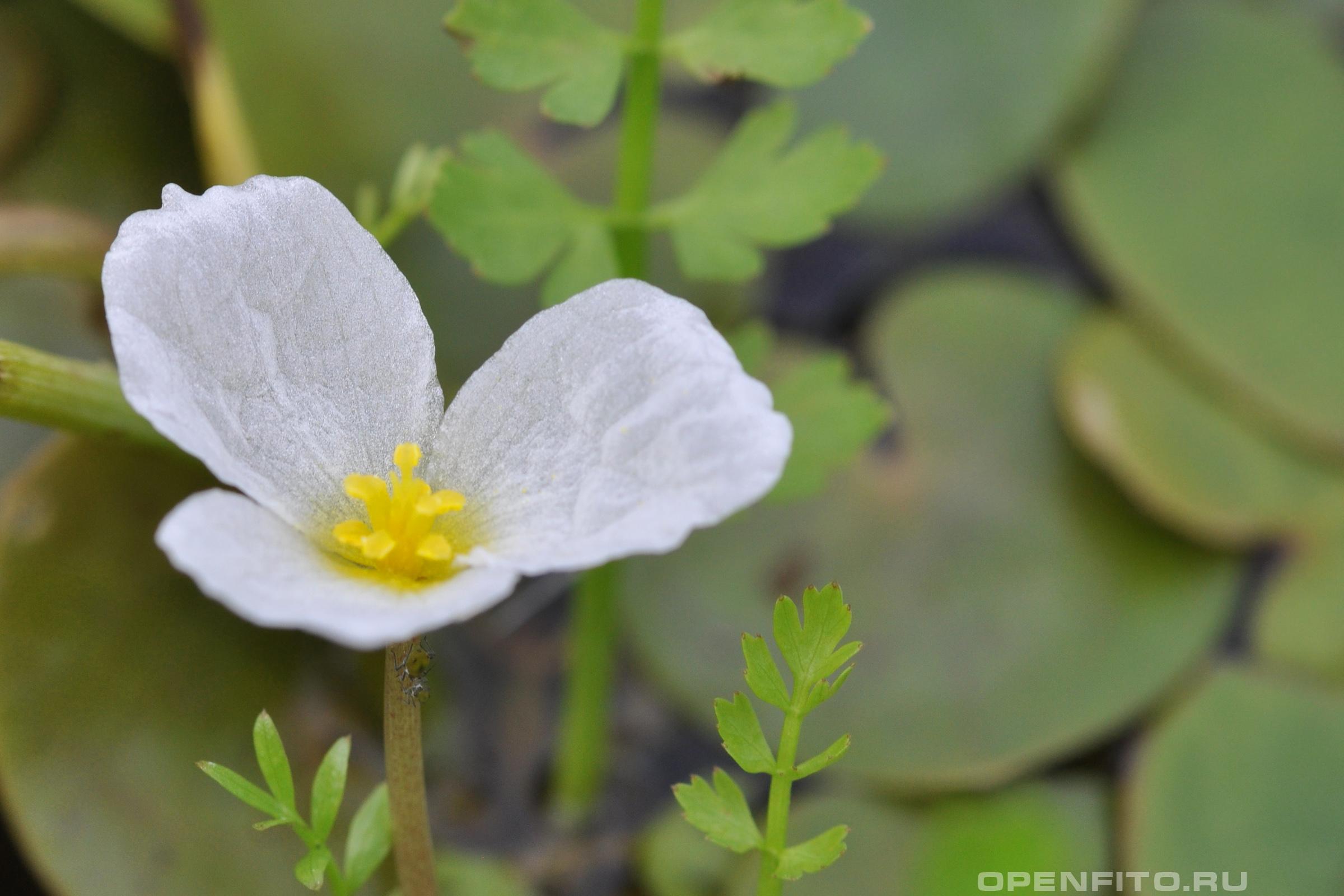 Водокрас обыкновенный - фотография цветка