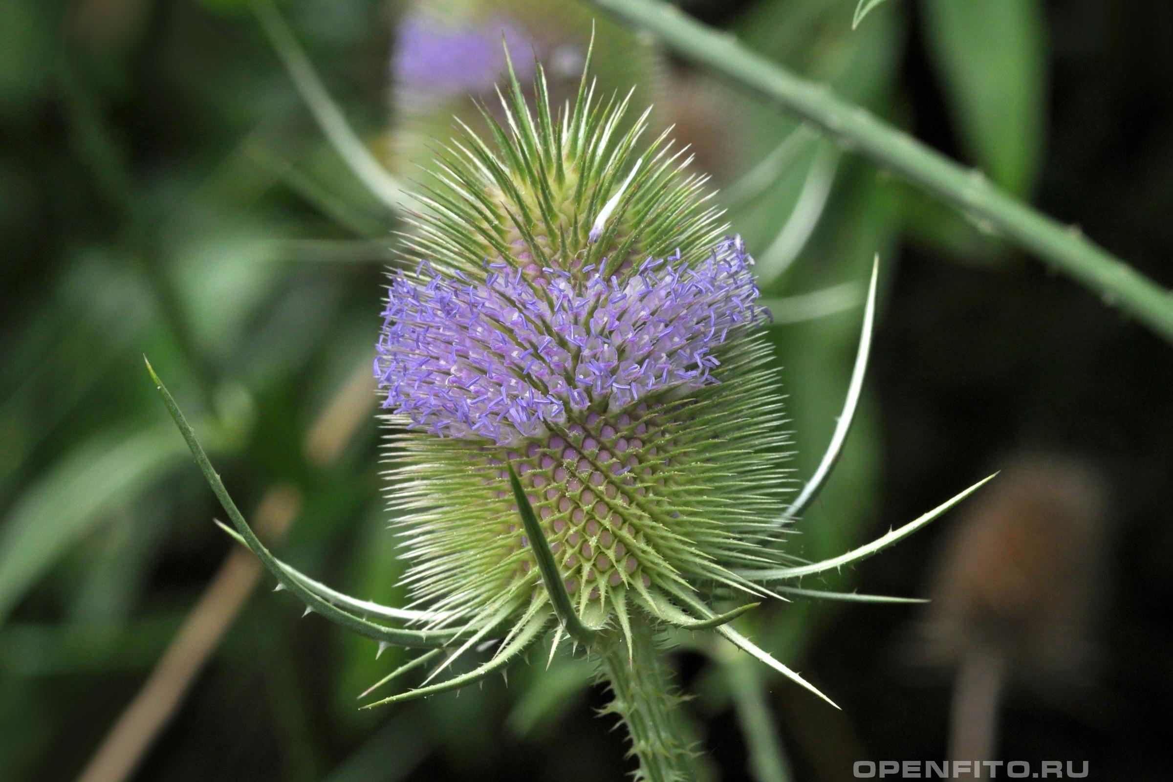 Ворсянка лесная - фотография цветка