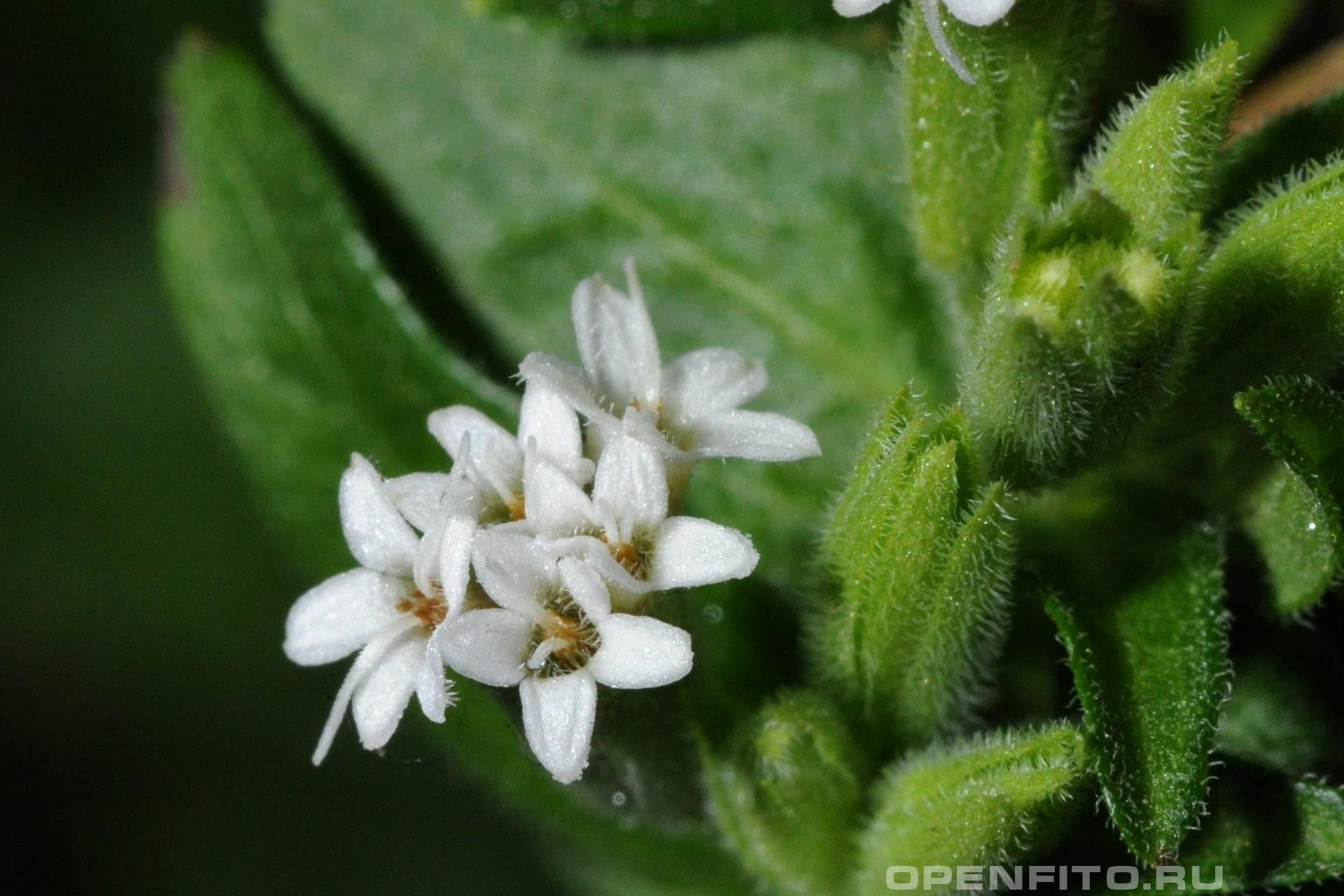 Стевия медовая маленькие белые цветочки растения