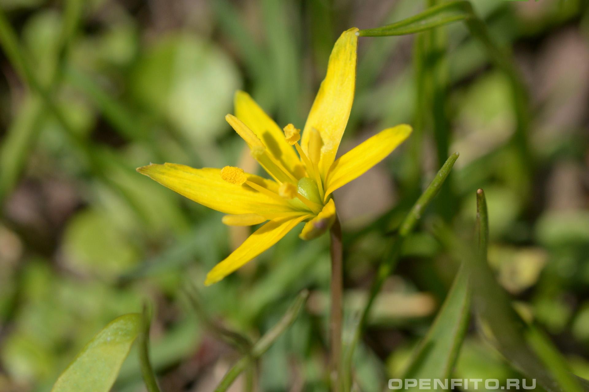 Гусиный лук желтый - фотография цветка
