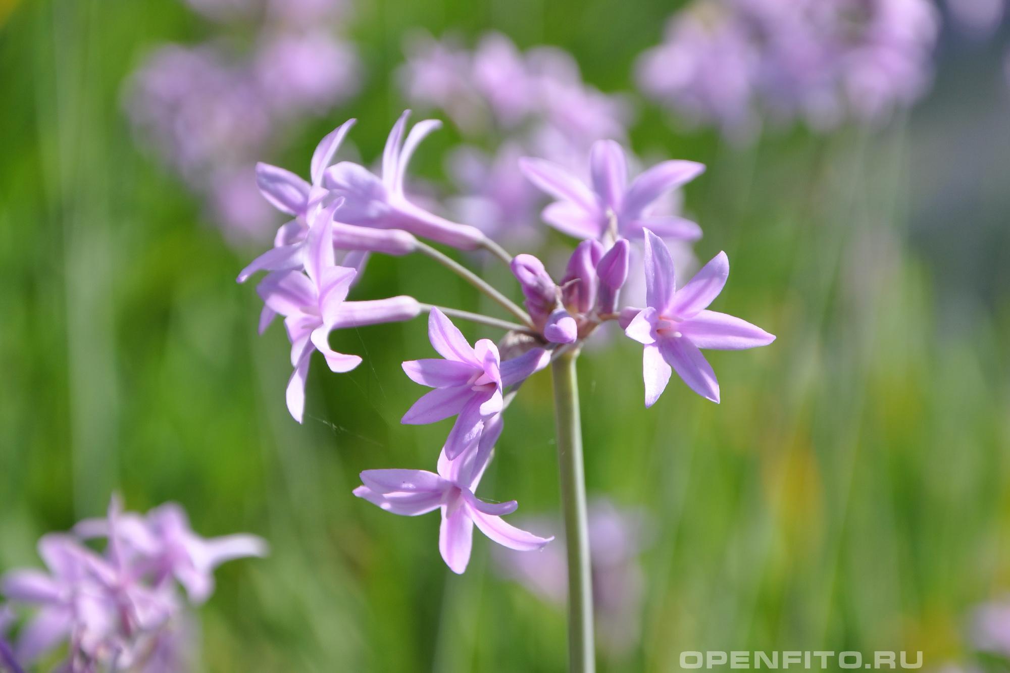 Тульбагия фиолетовая - фотография цветка