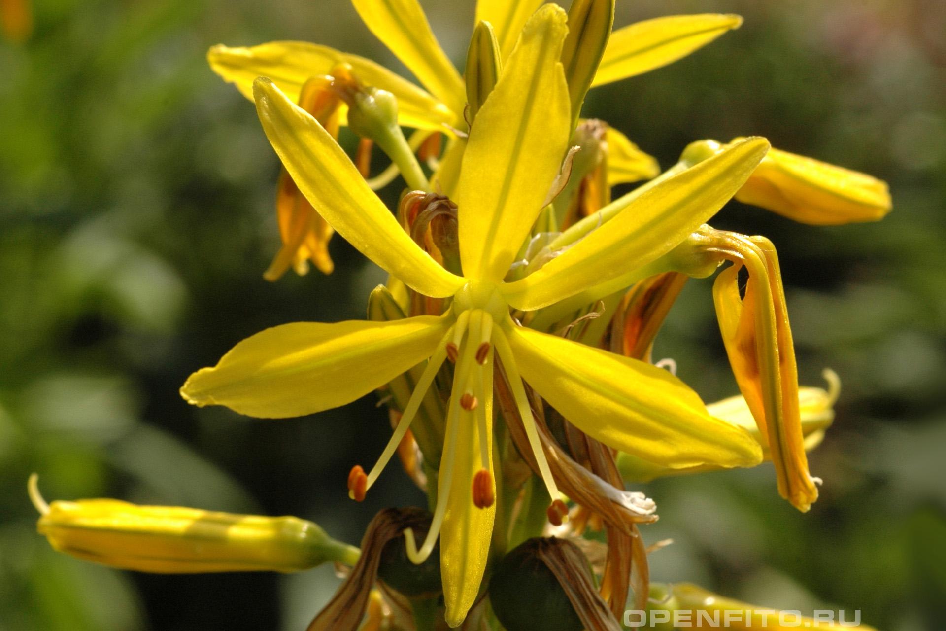 Асфоделина жёлтая - фотография цветка