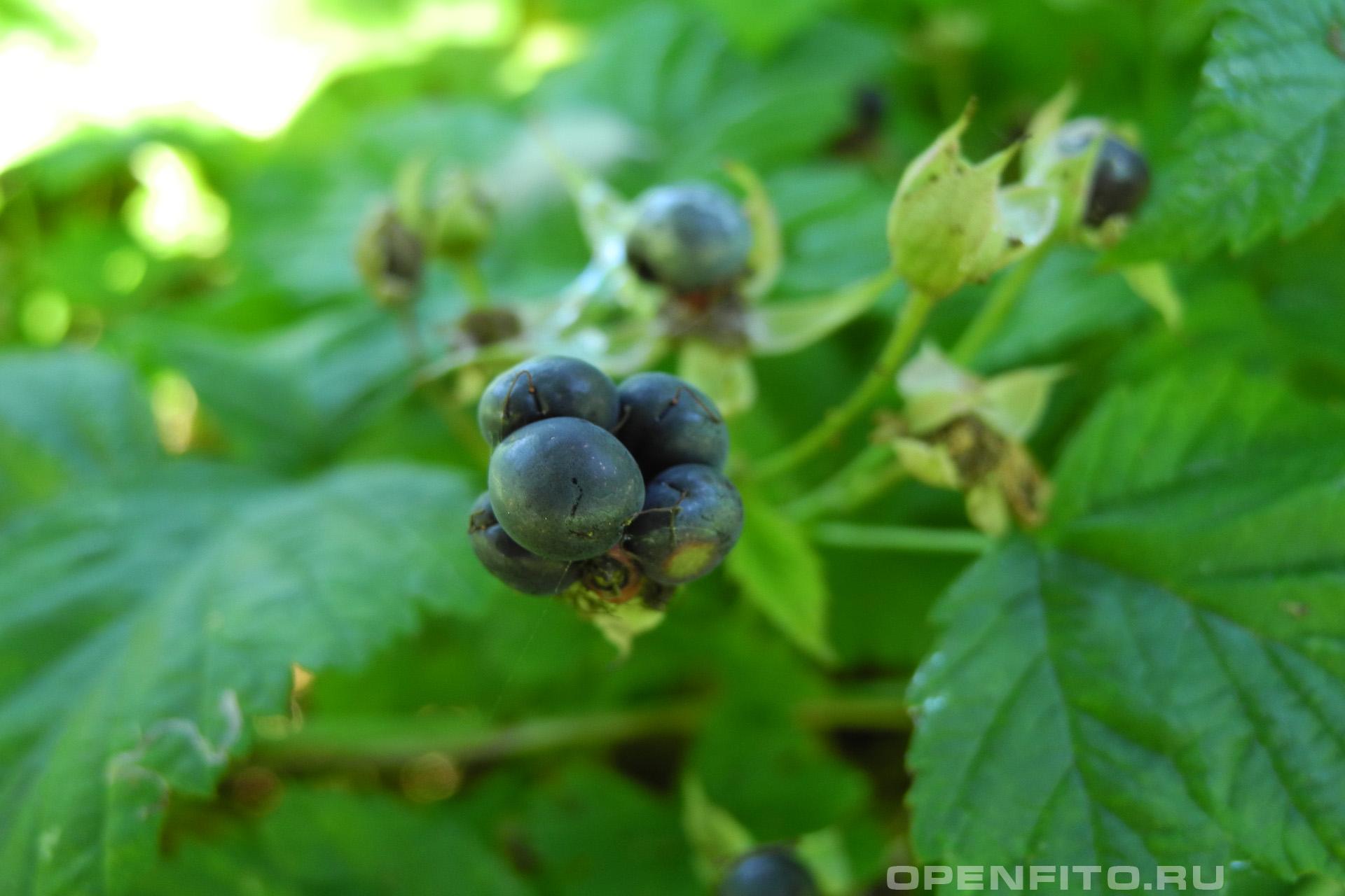 Ежевика сизая - фотография плодов