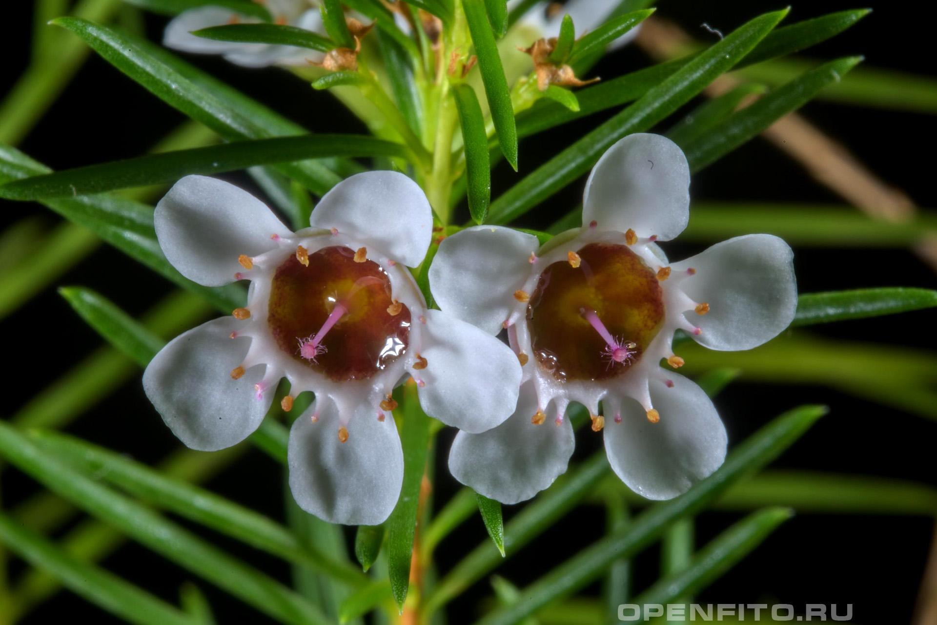 Хамелациум крючковатый - фотография цветка