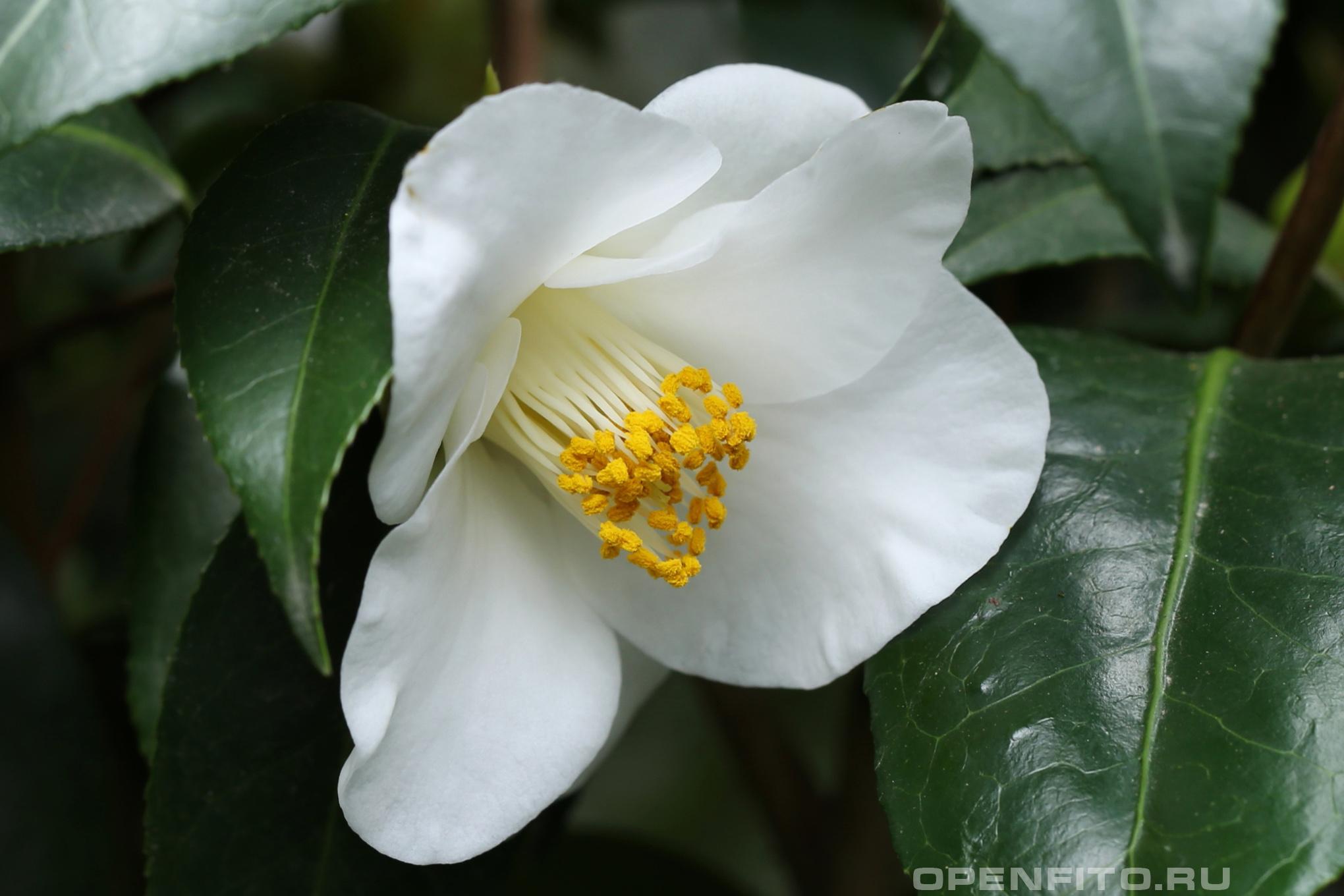Камелия китайская - фотография цветка