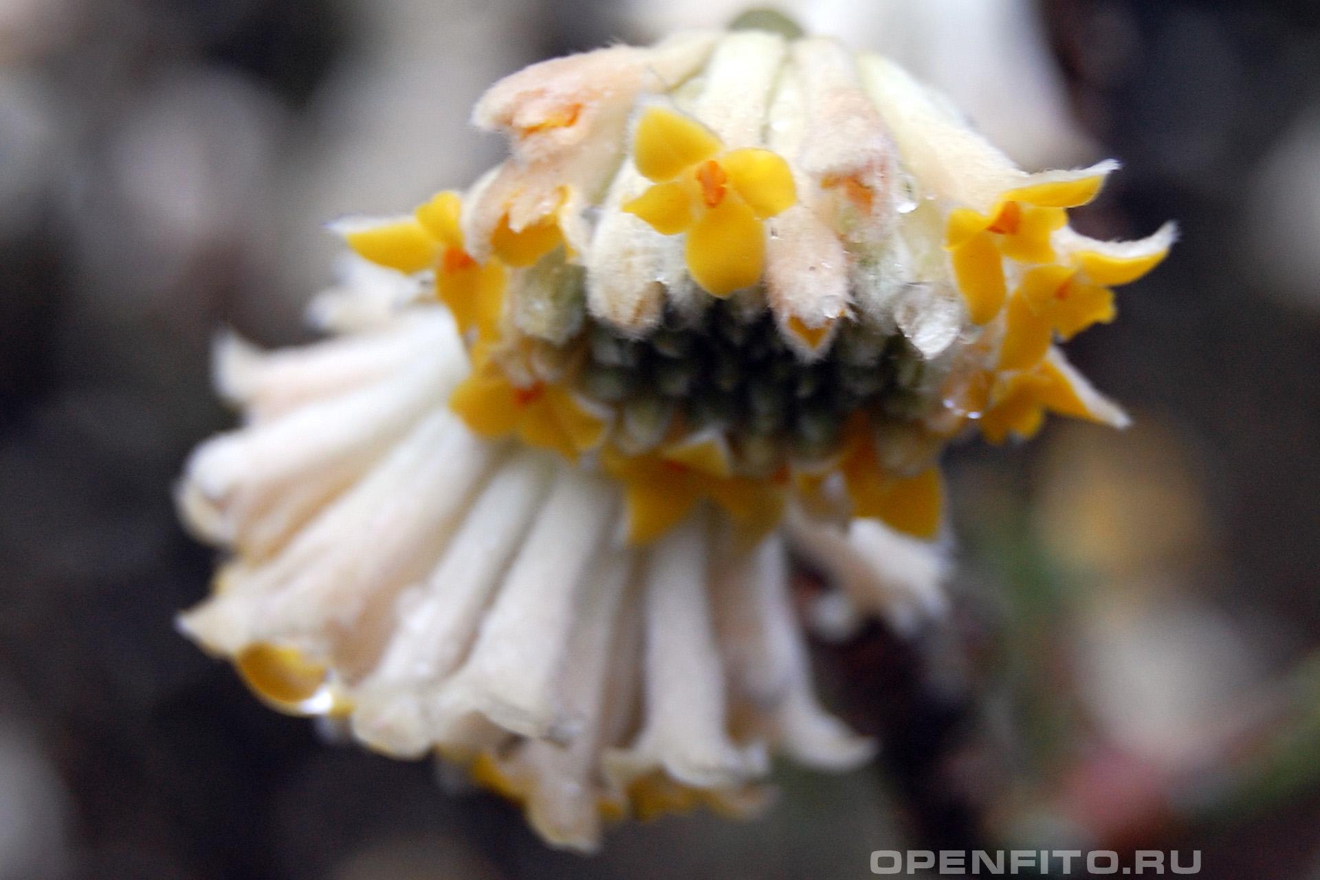 Эджвортия бумагоносная - фотография цветка