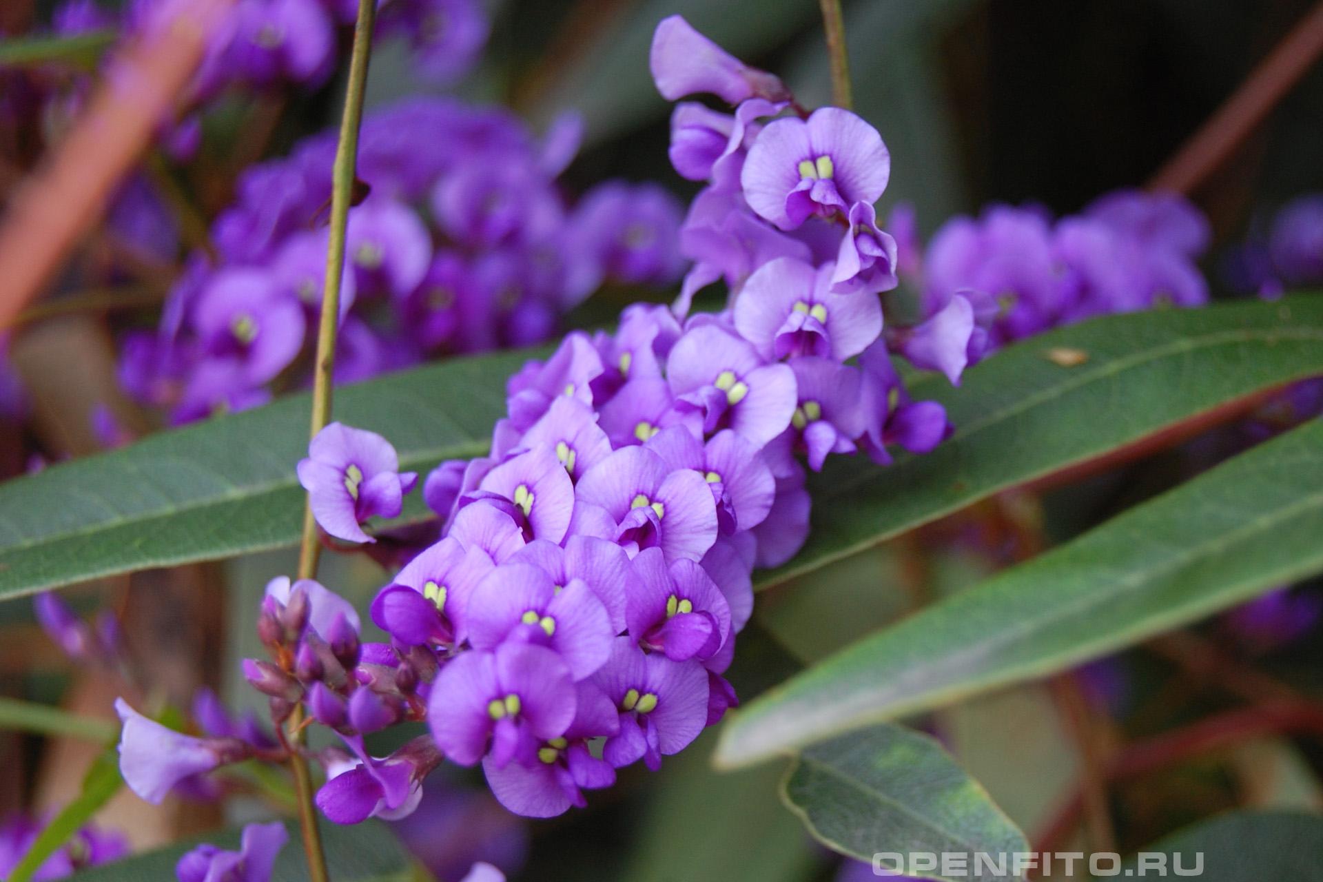 Гарденбергия фиолетовая - фотография цветка
