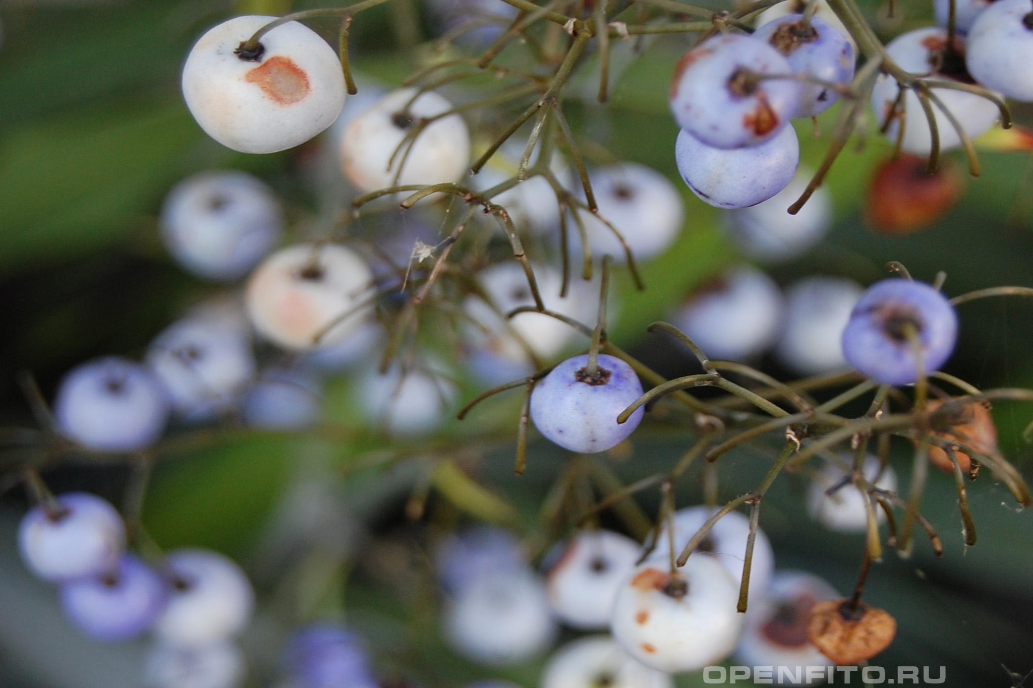 Дианелла тасманийская - фотография плодов