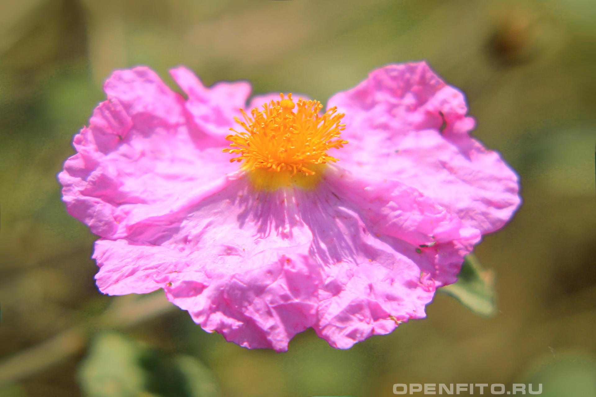Ладанник крымский - фотография цветка