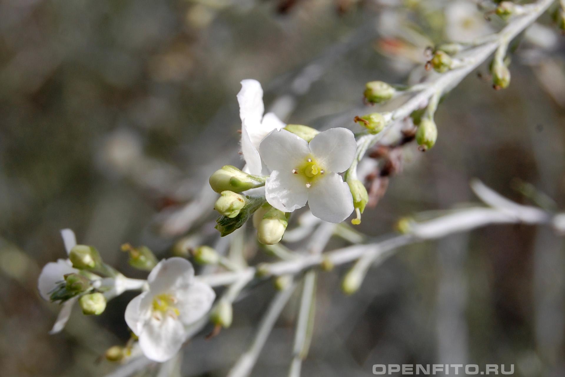 Гомфостигма прутьевидная - фотография цветка