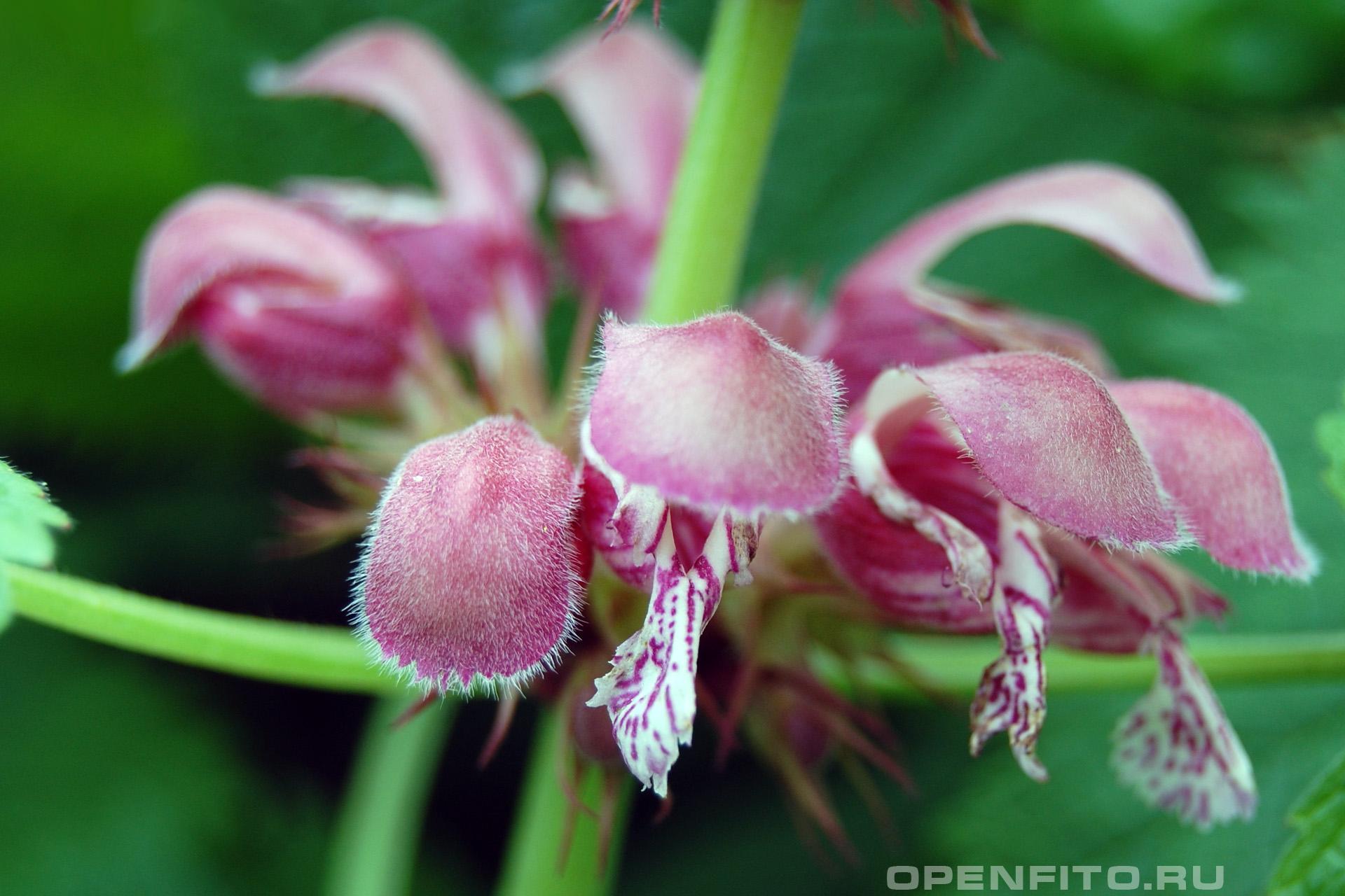 Яснотка орвала - фотография цветка