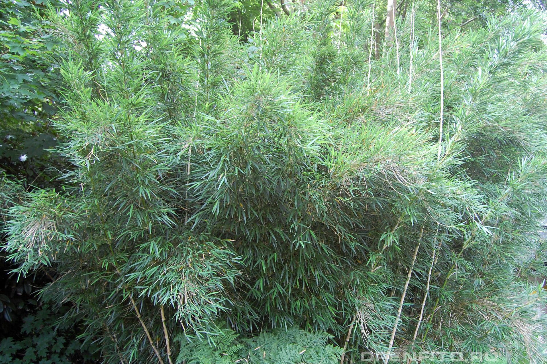 Бамбук чускея