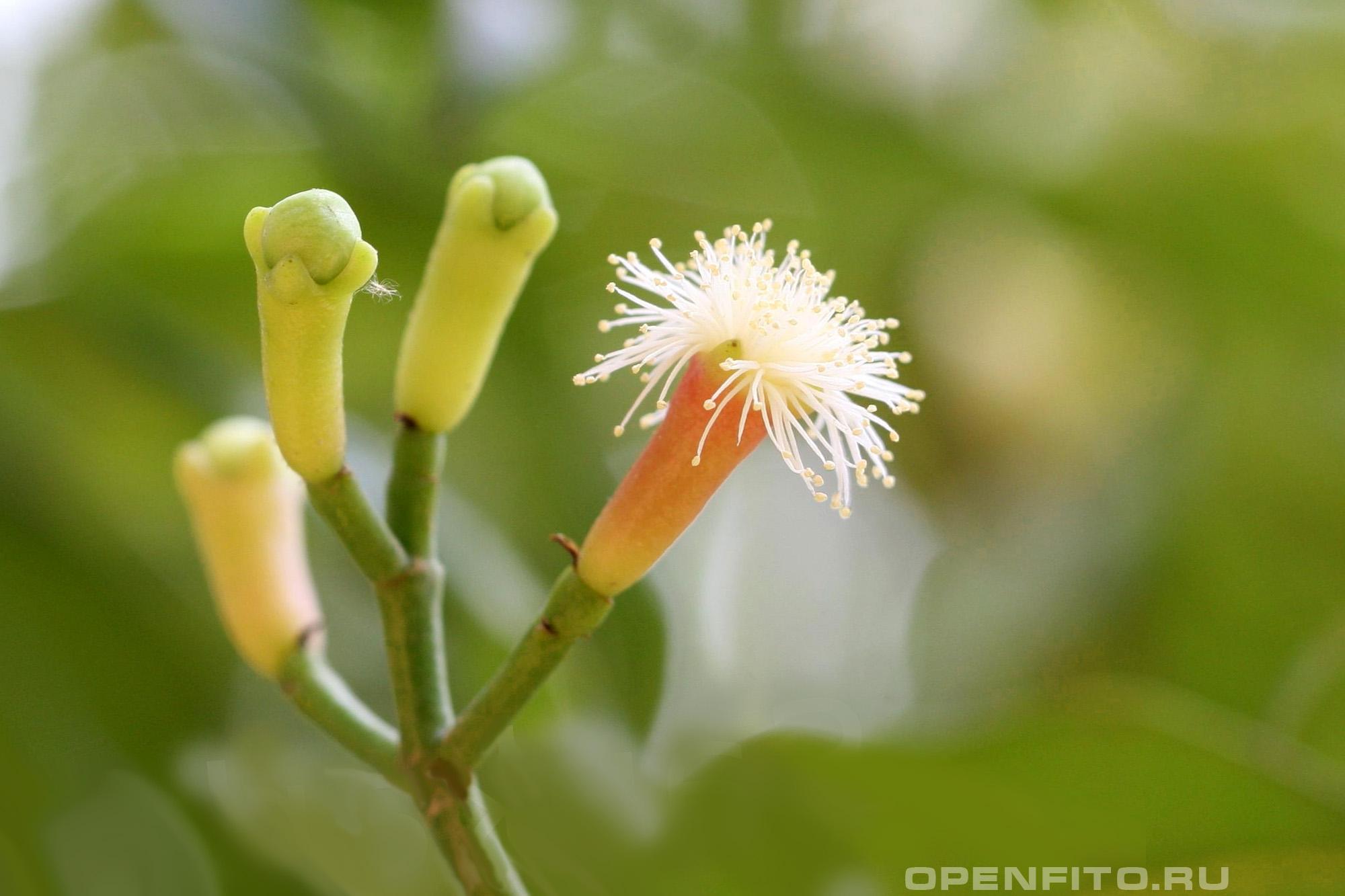 Сизигиум ароматный - фотография цветка