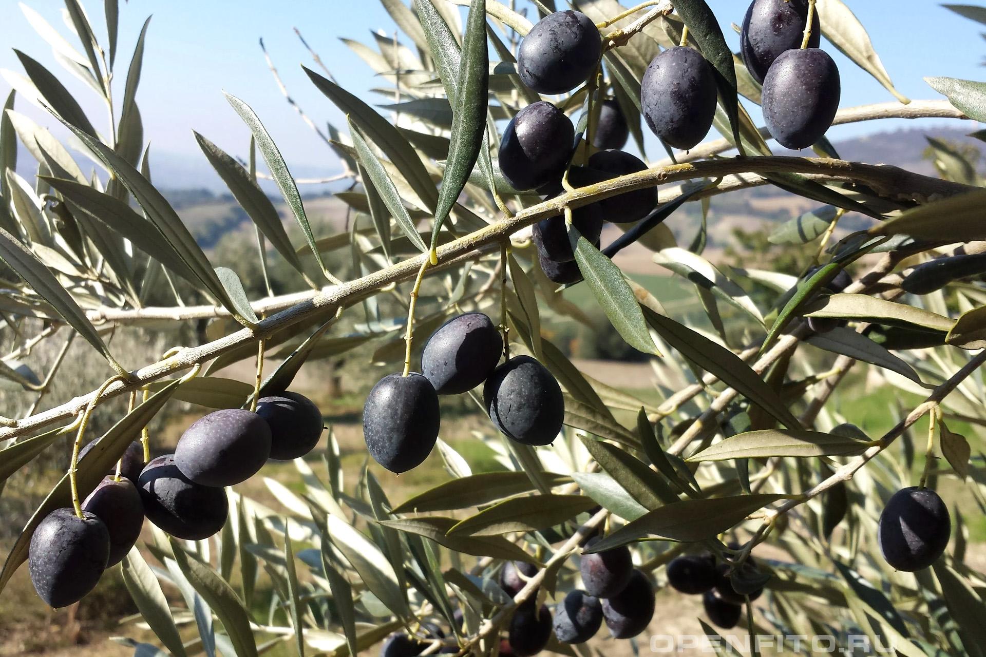 Маслина европейская оливки