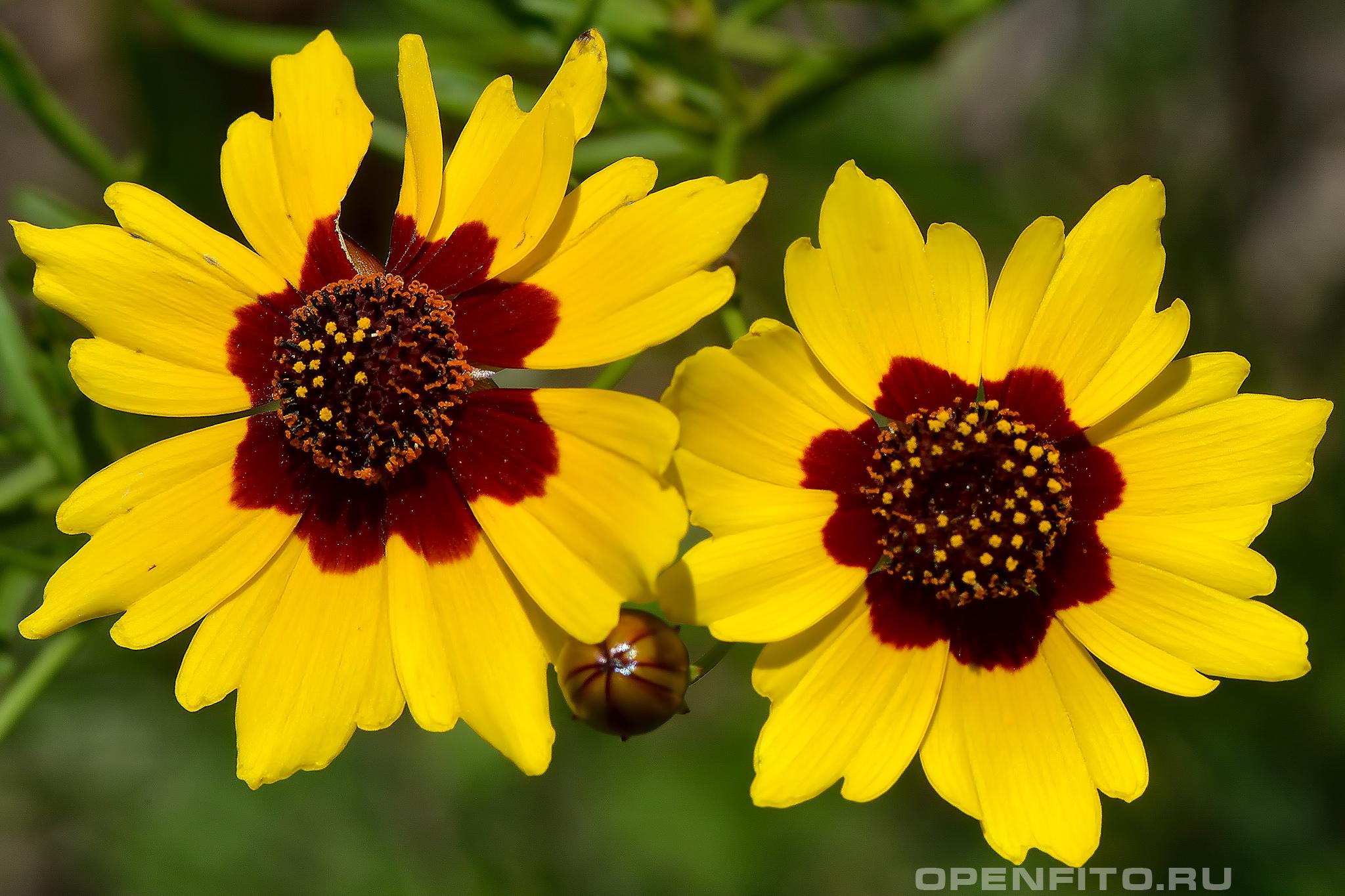 Кореопсис красильный - фотография цветка