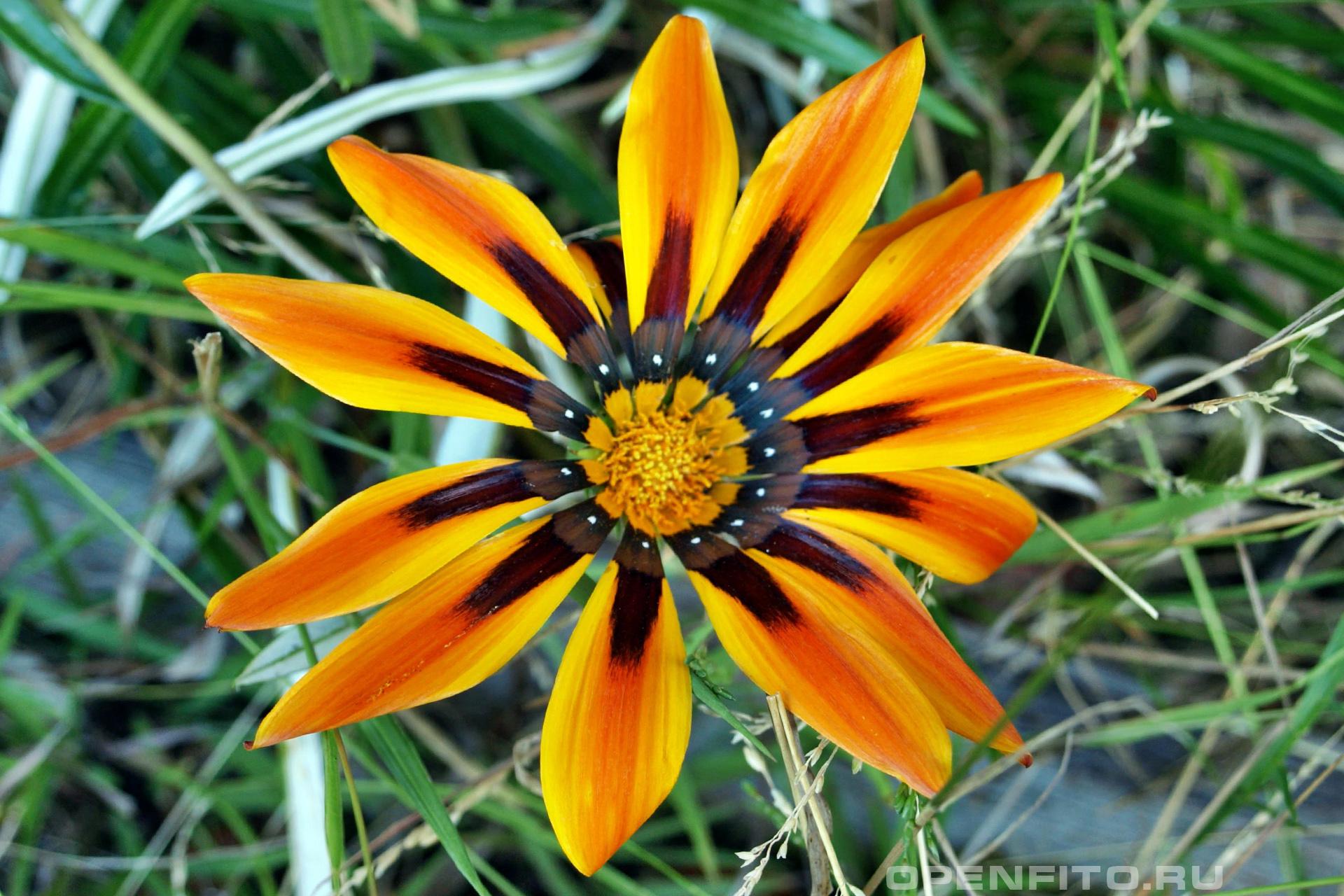 Газания гибридная - фотография цветка