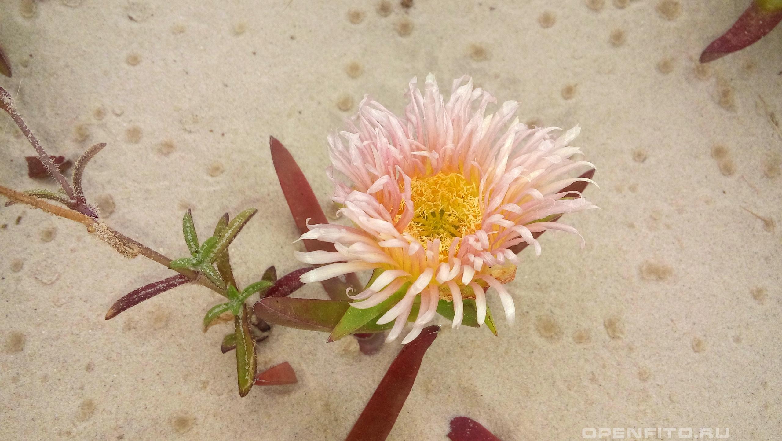 Карпобротус съедобный - фотография цветка