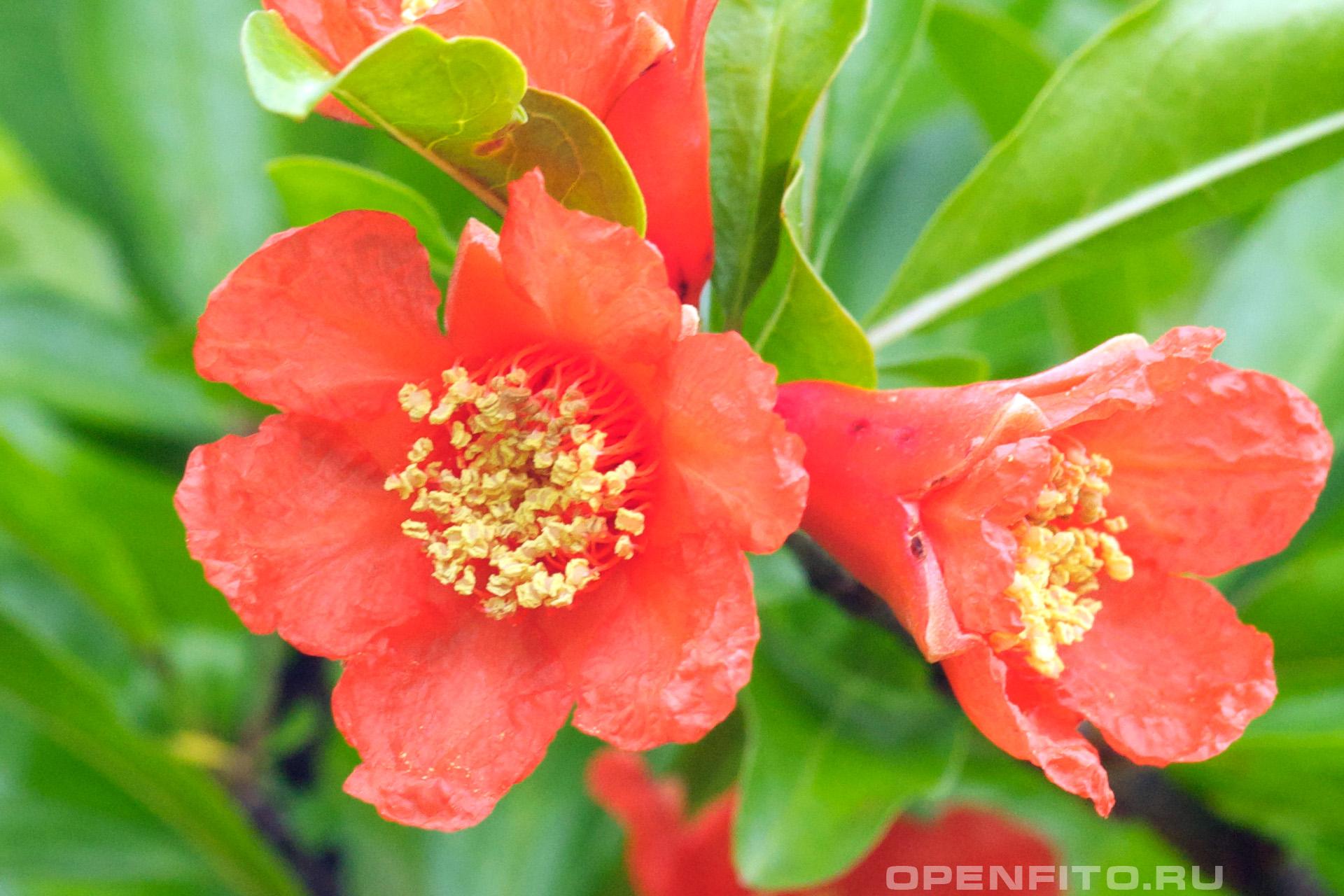 Гранат обыкновенный - фотография цветка
