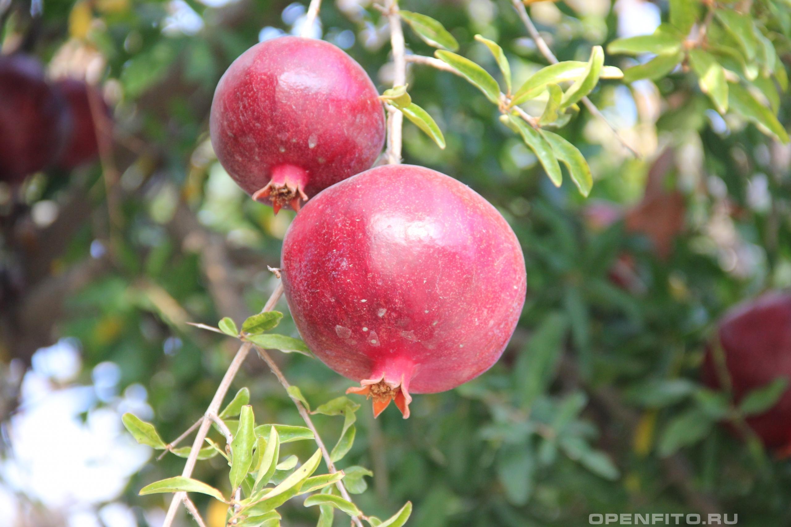 Гранат обыкновенный - фотография плодов