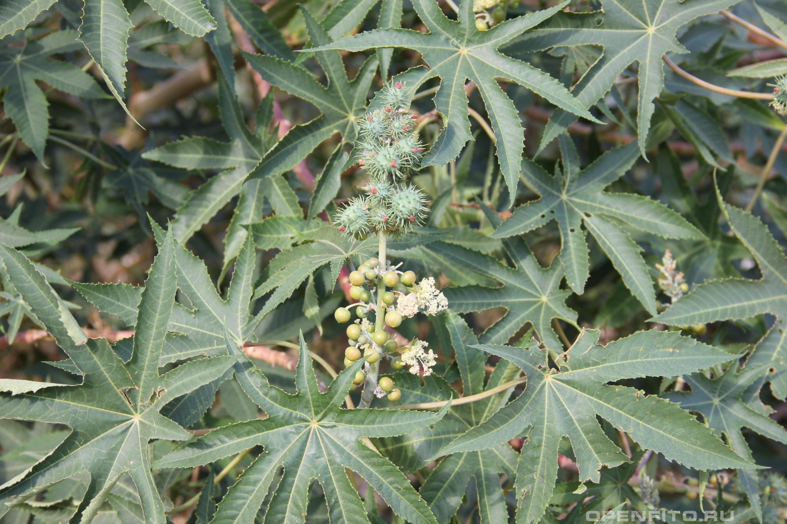 Клещевина обыкновенная женские и мужские цветки и листья растения