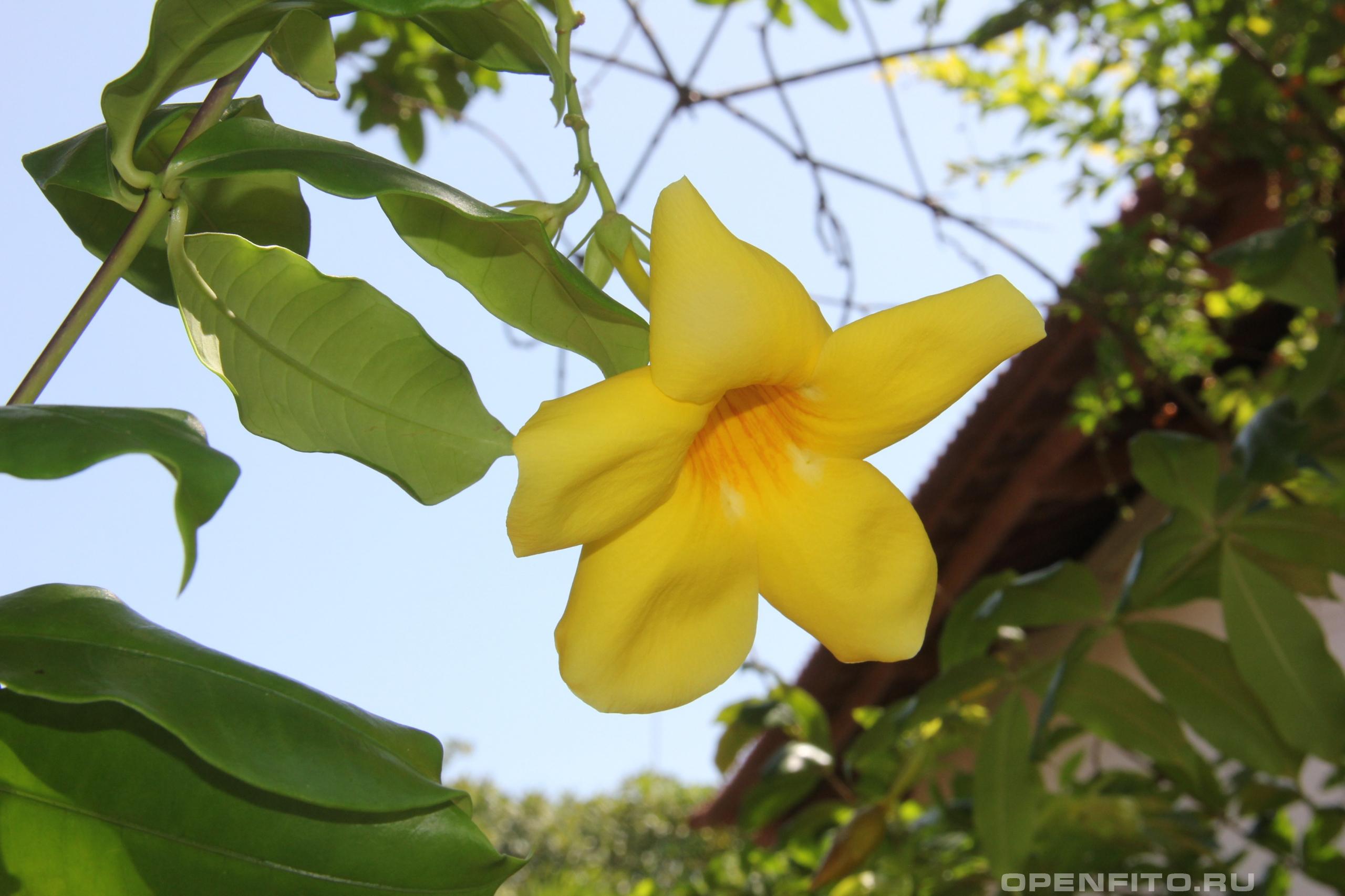 Пенталинон желтый - фотография цветка