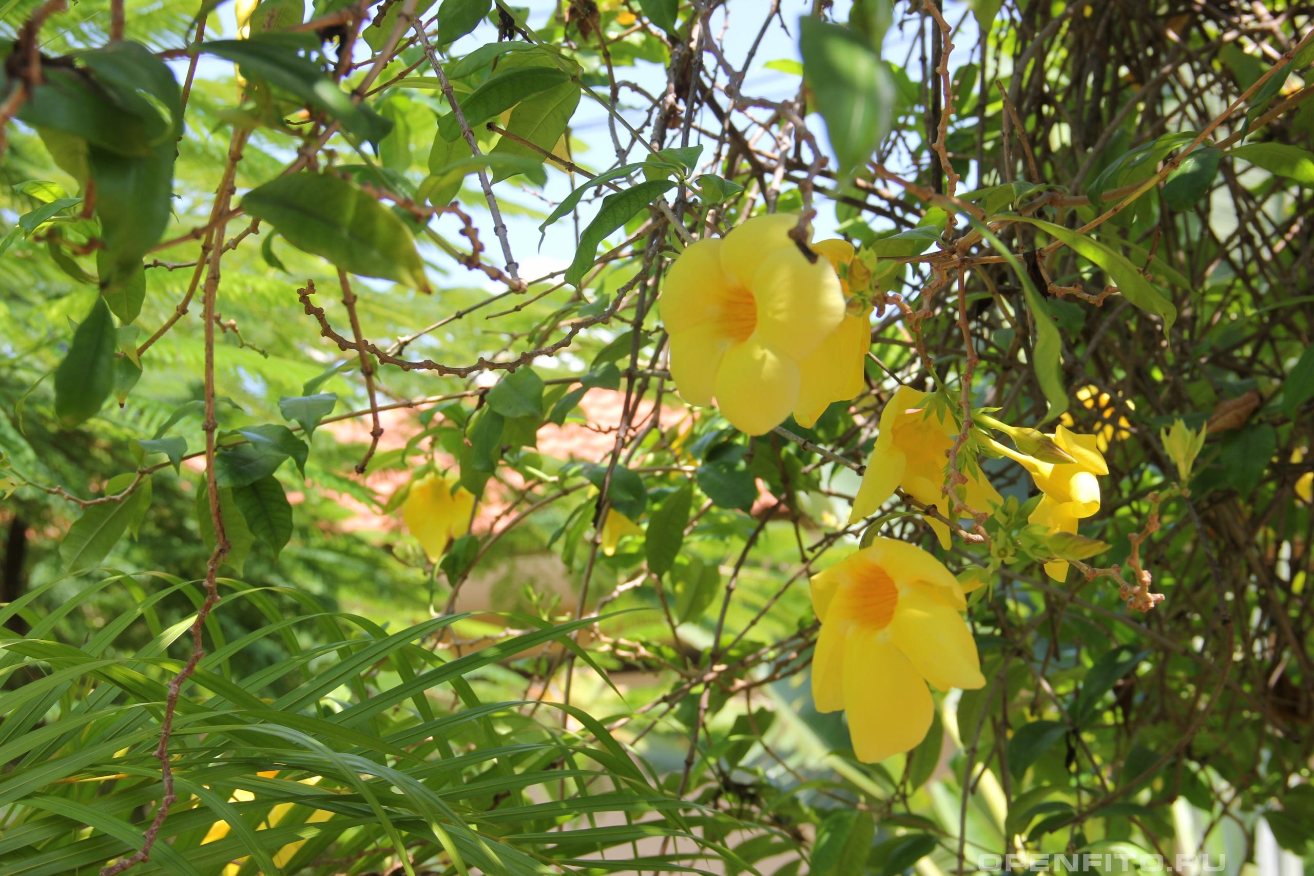 Пенталинон желтый побеги с цветами
