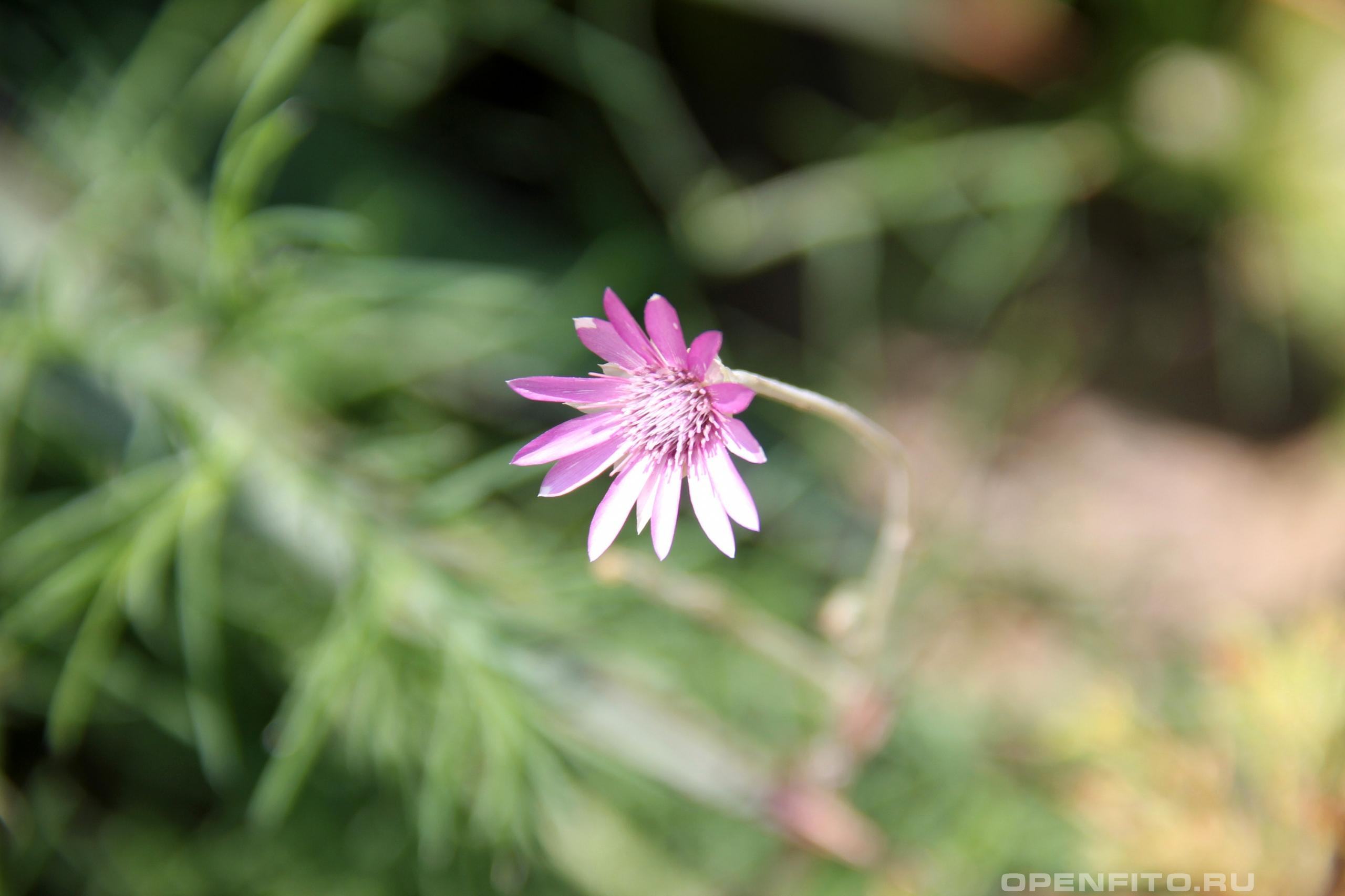 Сухоцвет однолетний одиночный цветок бессмертника