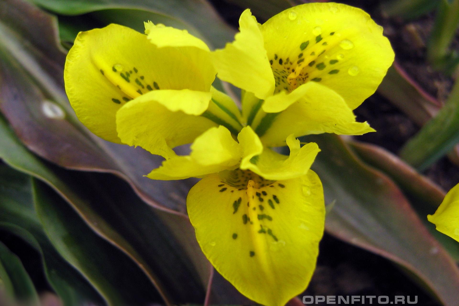 Иридодиктиум Дэнфорд - фотография цветка