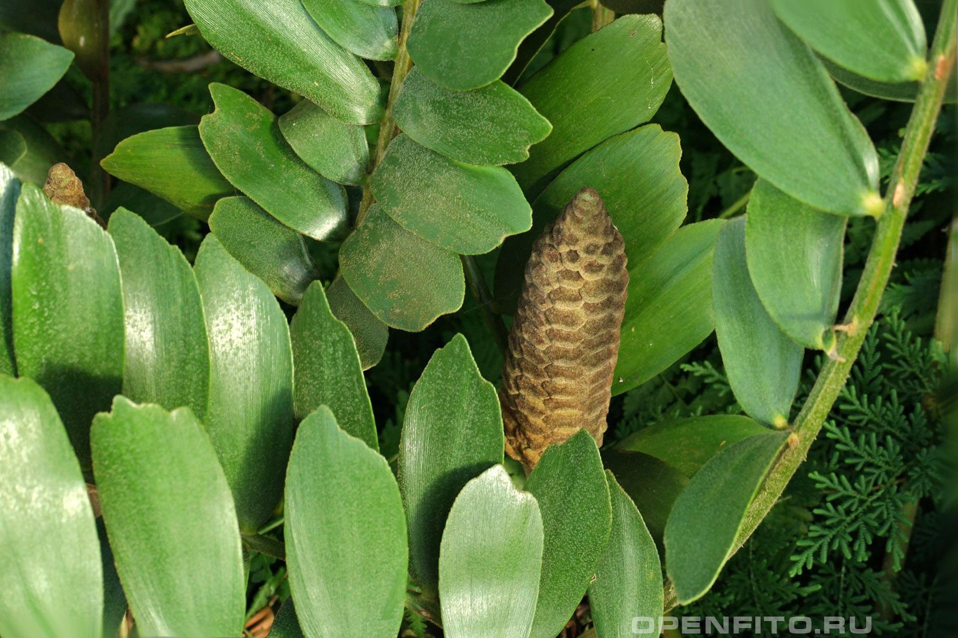 Замия шелушащаяся листья и женские стробилы