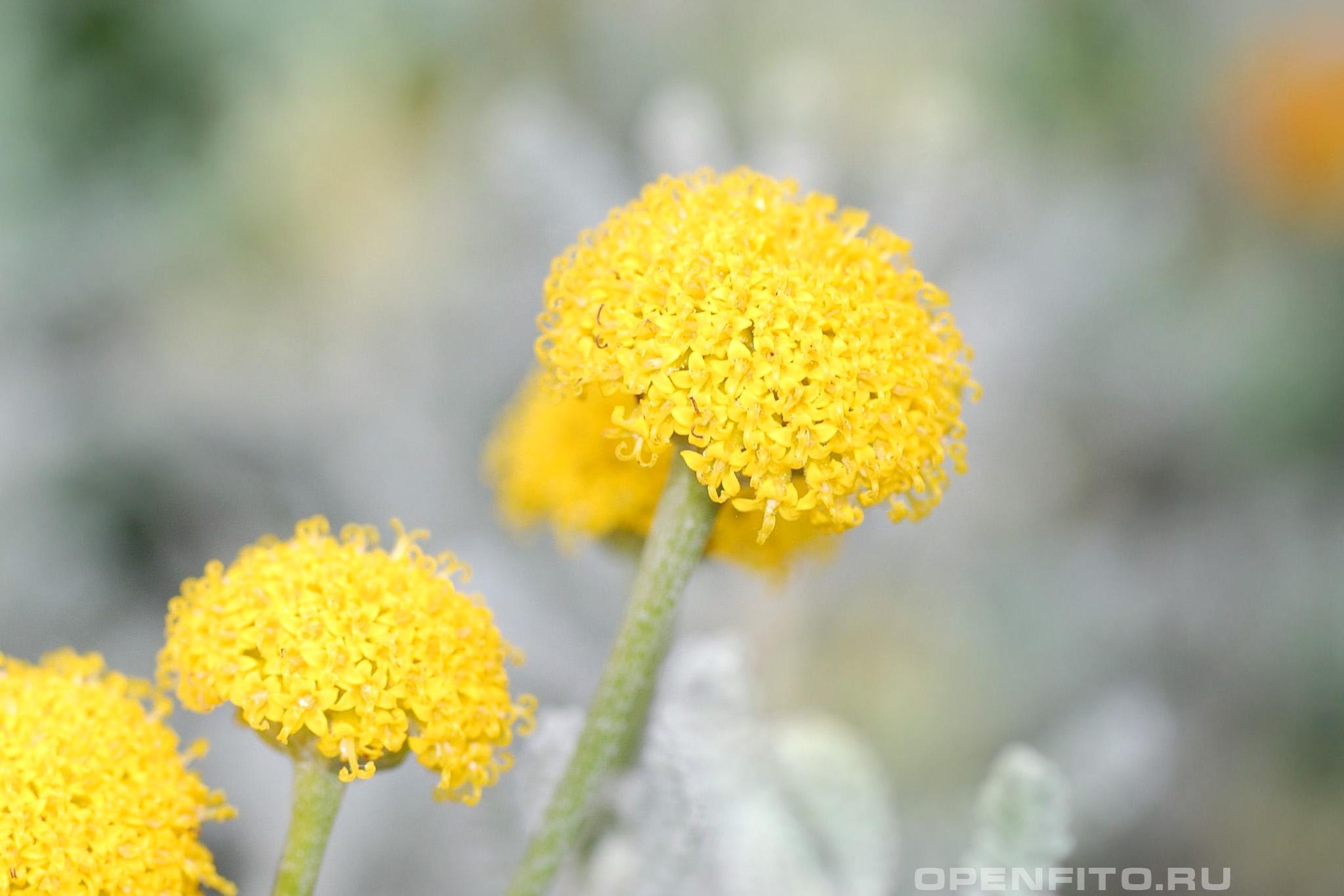 Сантолина кипарисовидная - фотография цветка