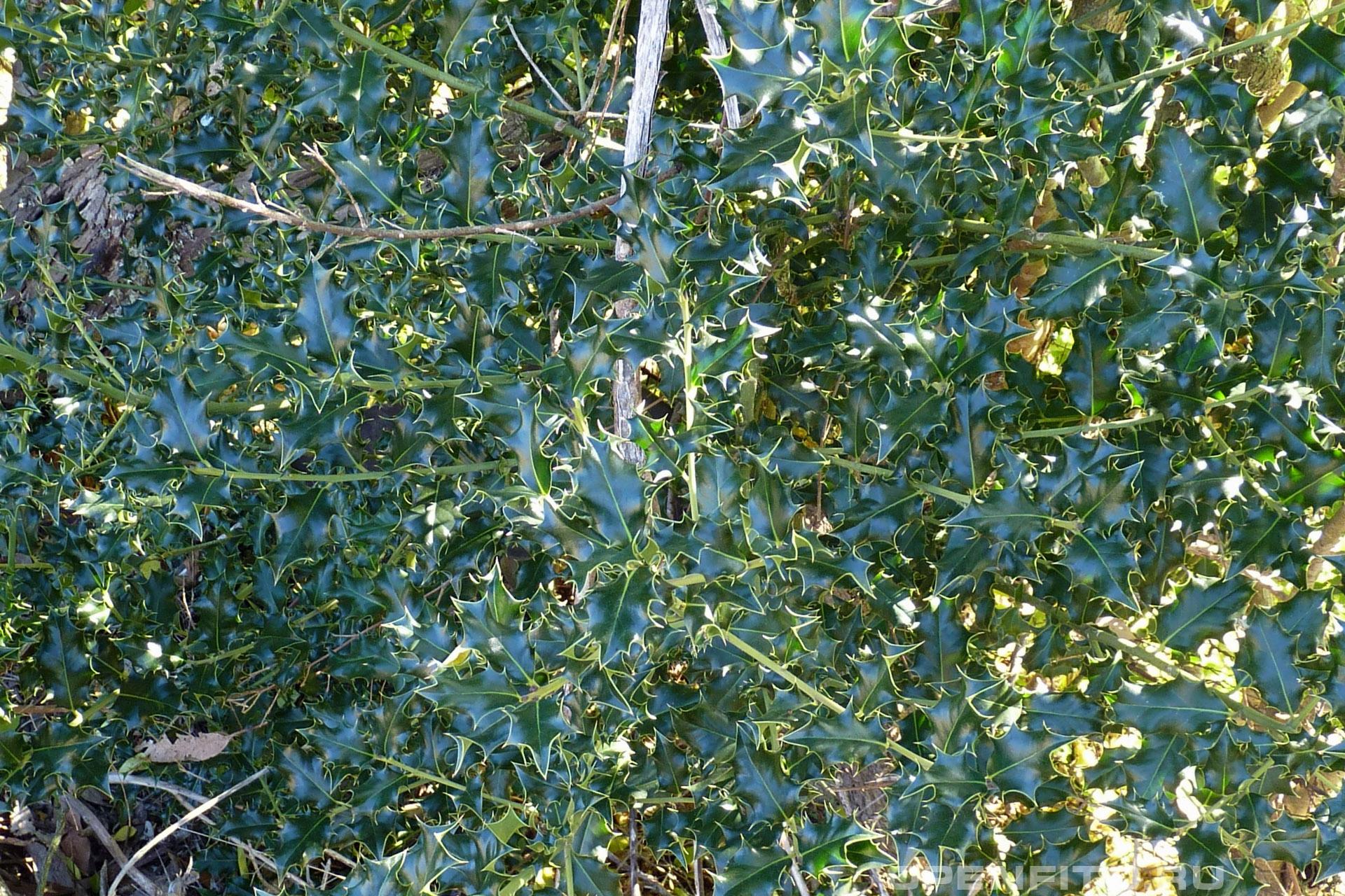 Падуб остролистный листья и стебель, вечнозеленый кустарник или небольшое дерево до 10 м высотой
