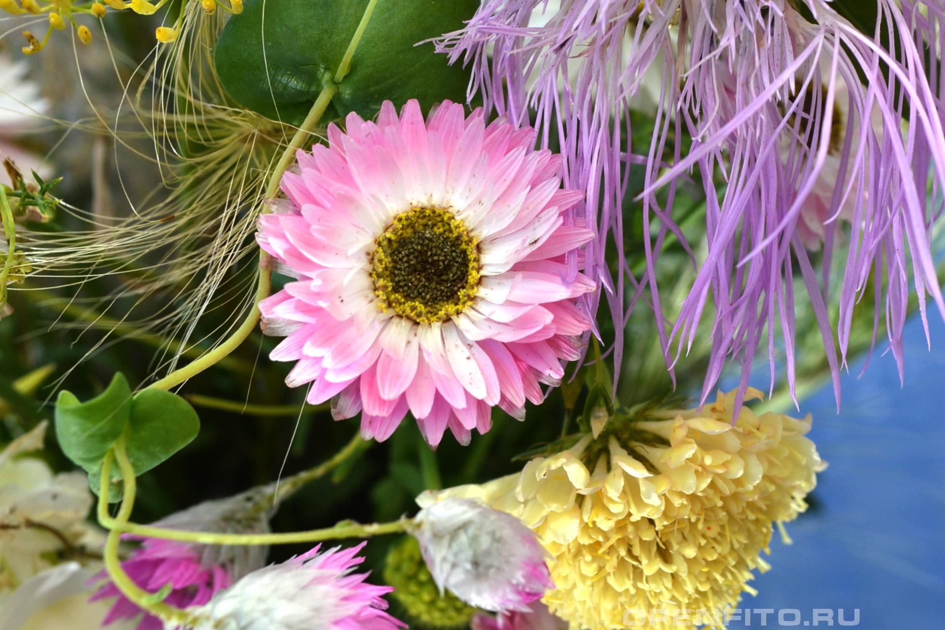 Гелиптерум розовый - фотография цветка