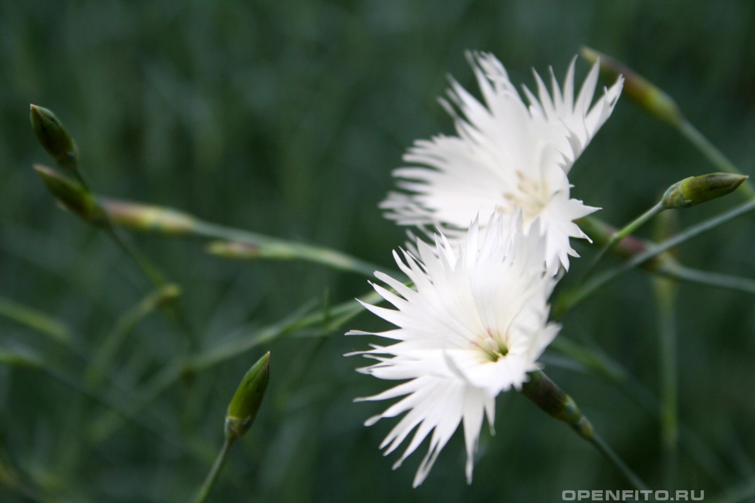 Гвоздика перистая - фотография цветка